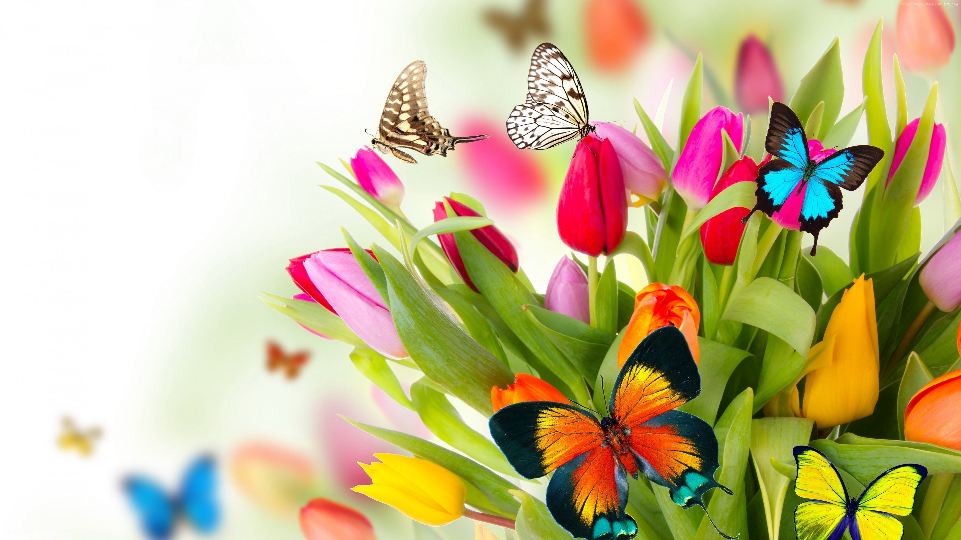 Wallpaper butterfly, flowers, tulips, 4k, Animals Wallpaper Download Resolution 4K Wallpaper