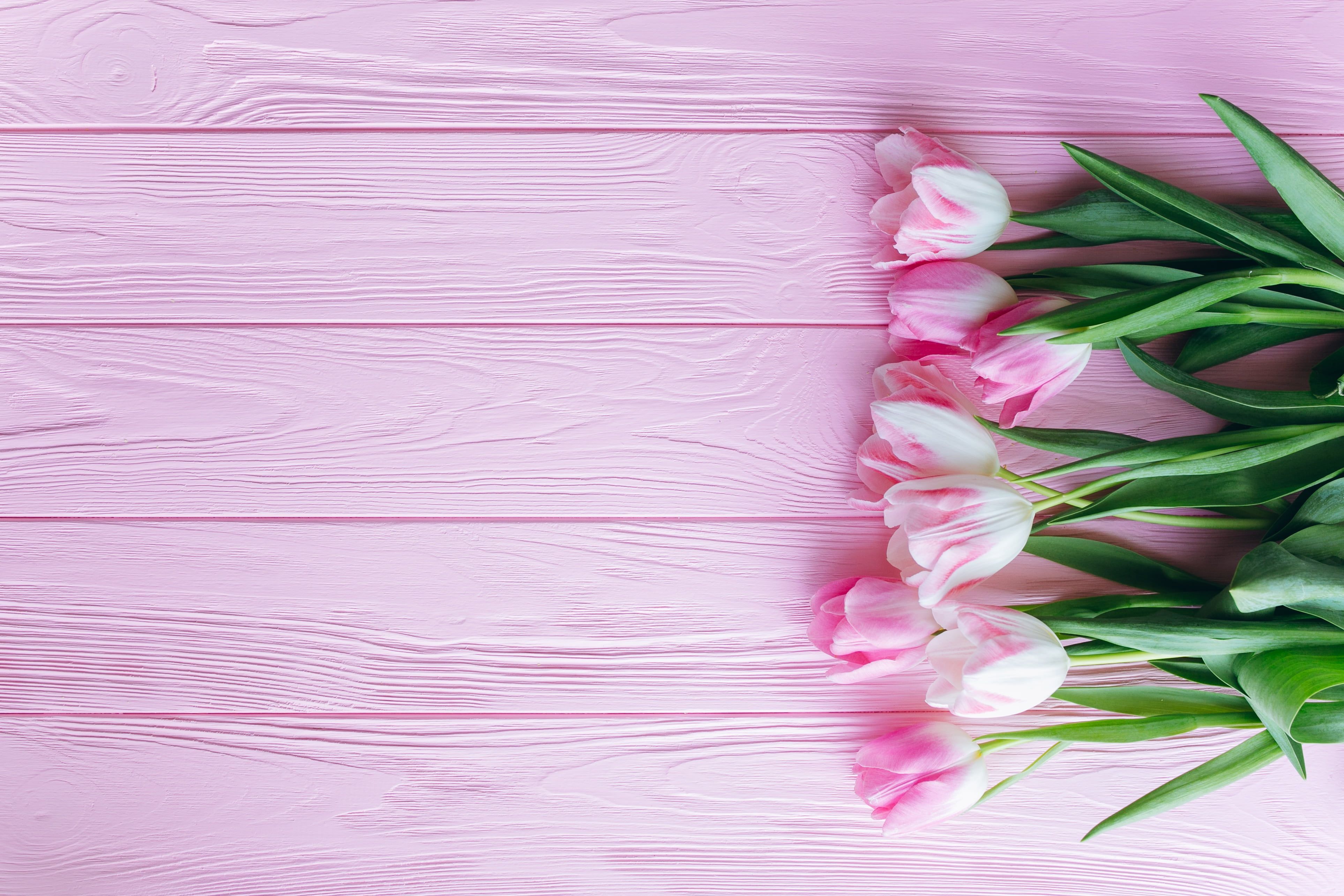 pink tulips #flowers #Tulips #pink wooden background K #wallpaper #hdwallpaper #desktop. Flower background wallpaper, Pink tulips, Flower background