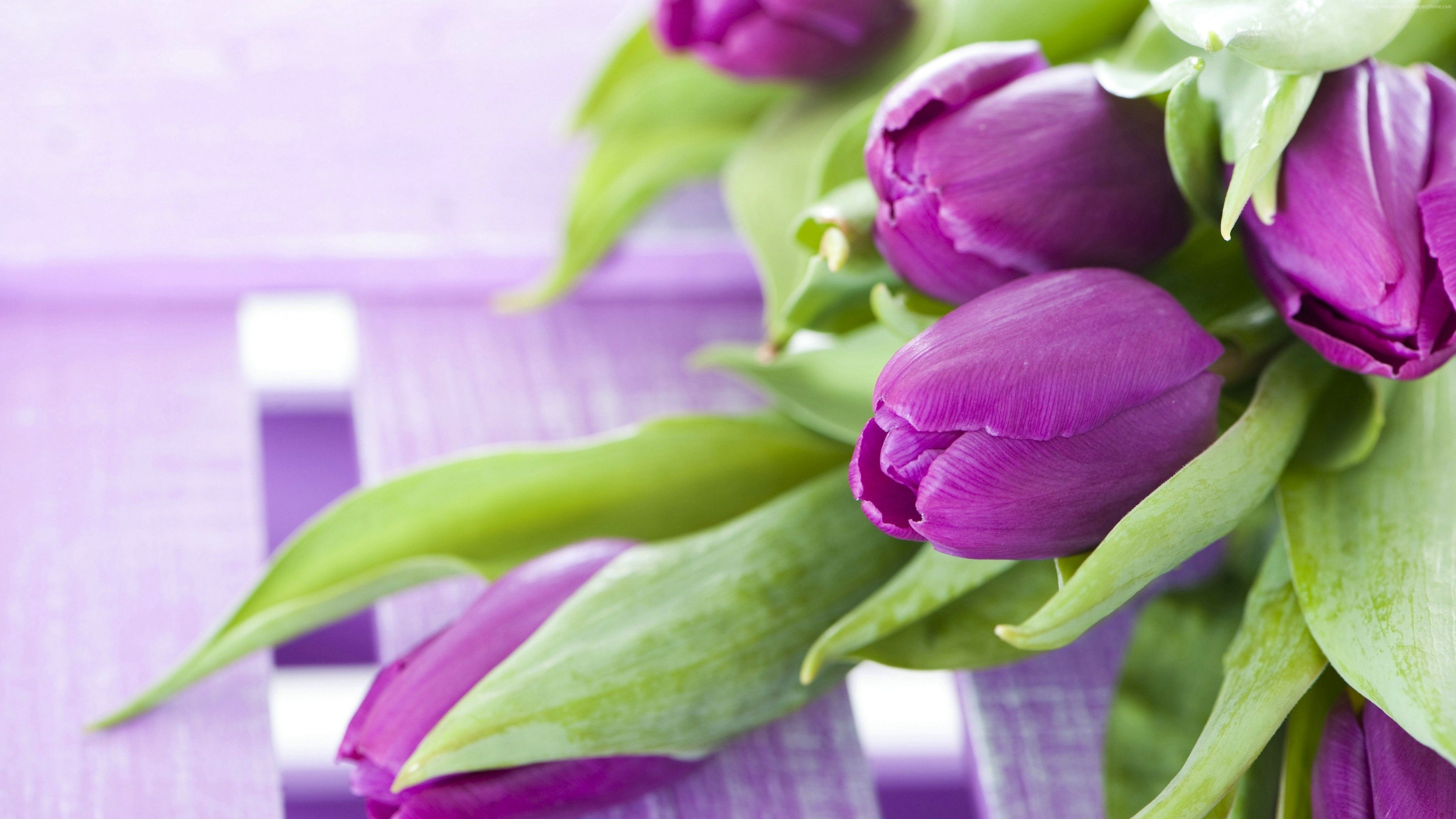 Wallpaper flowers, tulips, 4k, Nature Wallpaper Download Resolution 4K Wallpaper