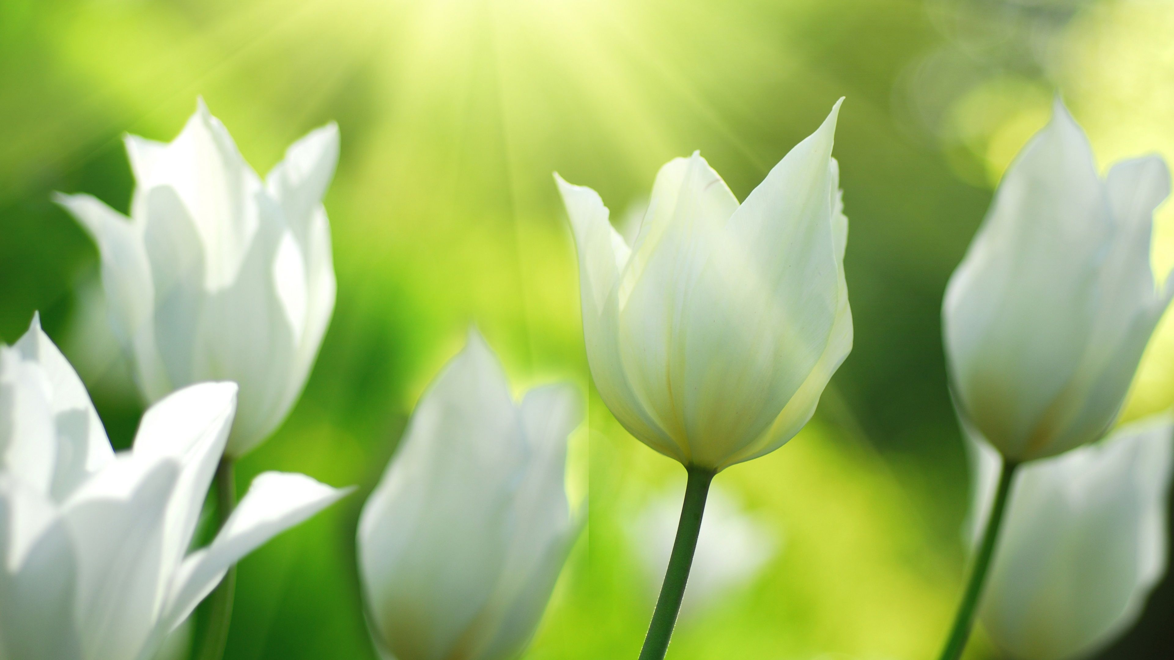 Wallpaper White tulips flowers in spring 3840x2160 UHD 4K Picture, Image