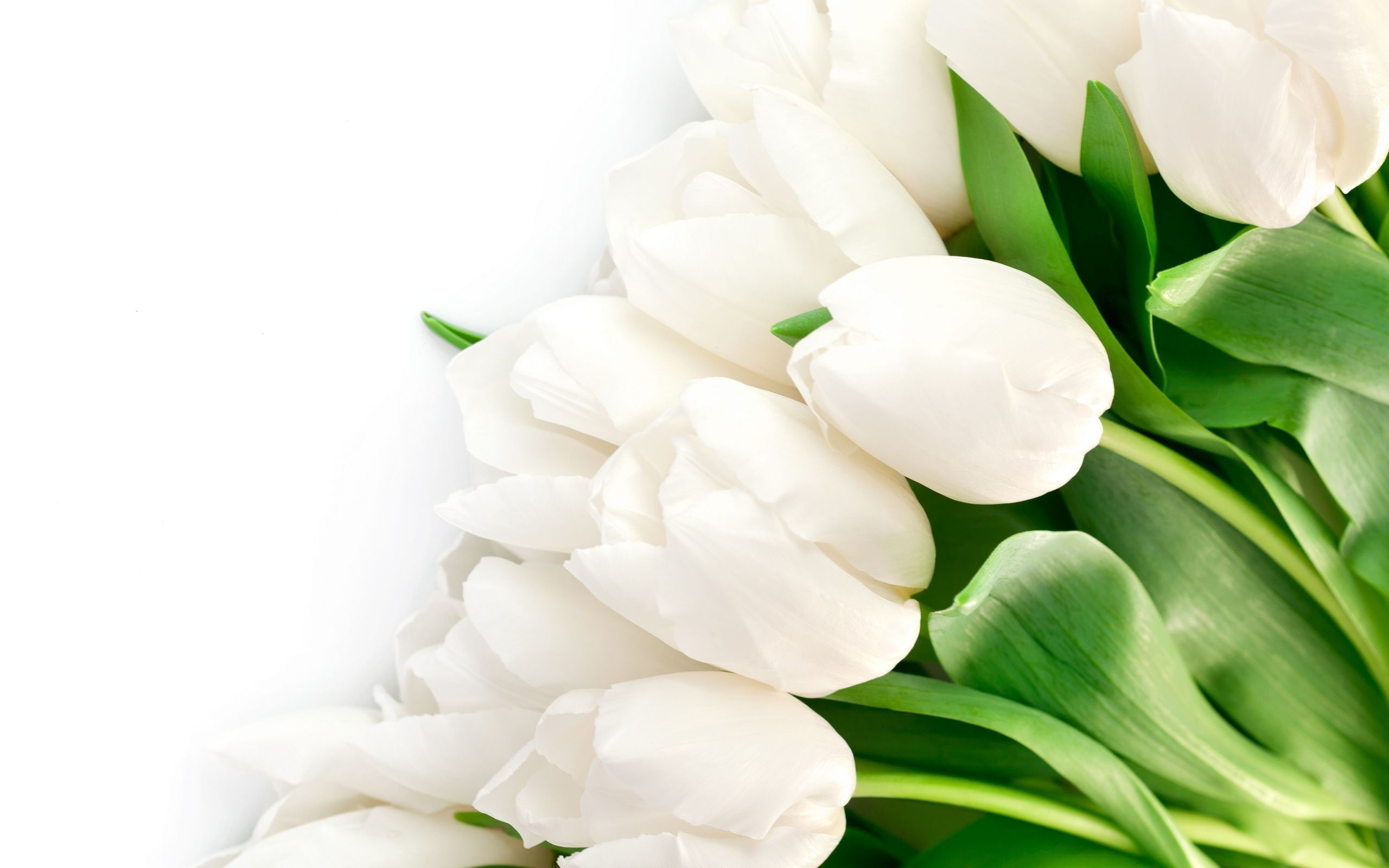 Download wallpaper leaves, flowers, bright, beauty, petals, tulips, white, white, flowers, beauty, petals, bright, Tulips, section flowers in resolution 2560x1600
