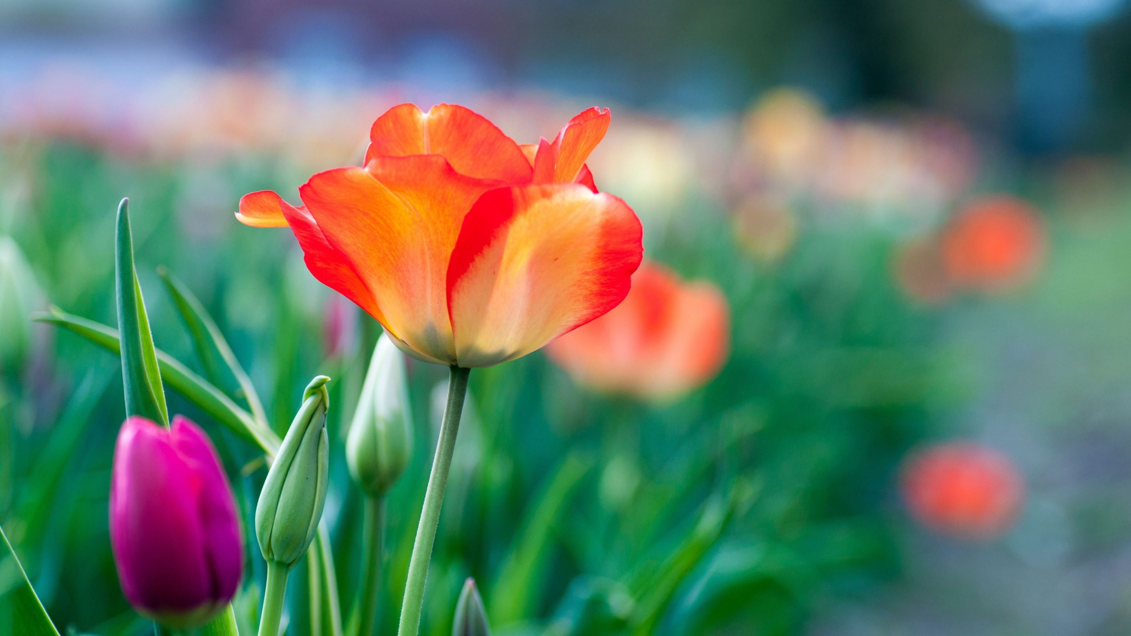 Desktop Wallpaper Garden, Tulip Flowers, Blur, 4k, HD Image, Picture, Background, 7f980e