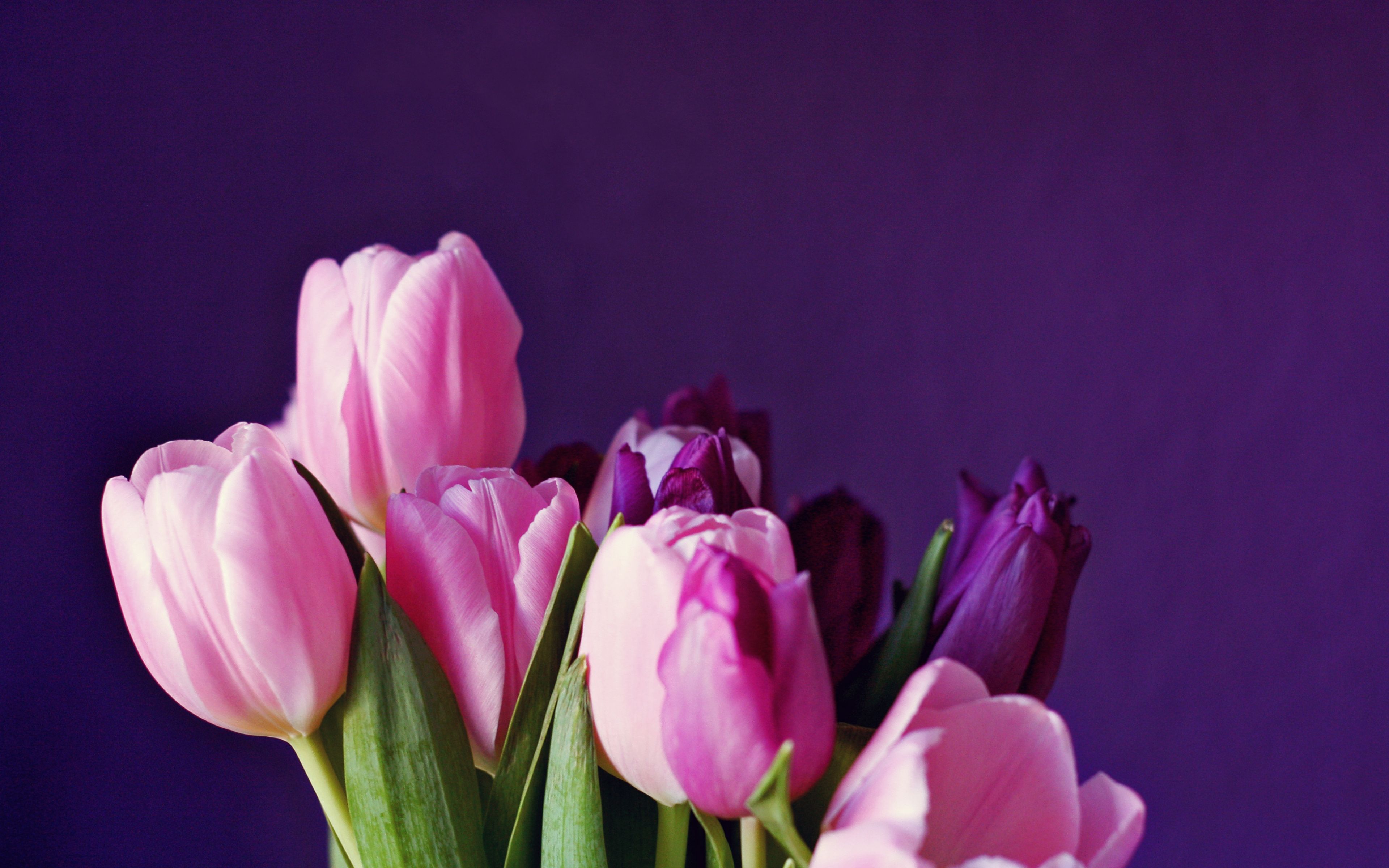 Download Colorful, tulip, flowers wallpaper, 3840x 4K Ultra HD 16: Widescreen