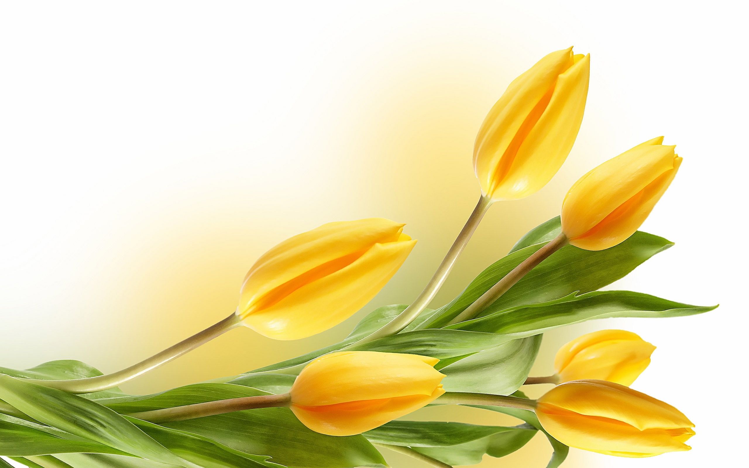 Yellow Tulips Wallpaper