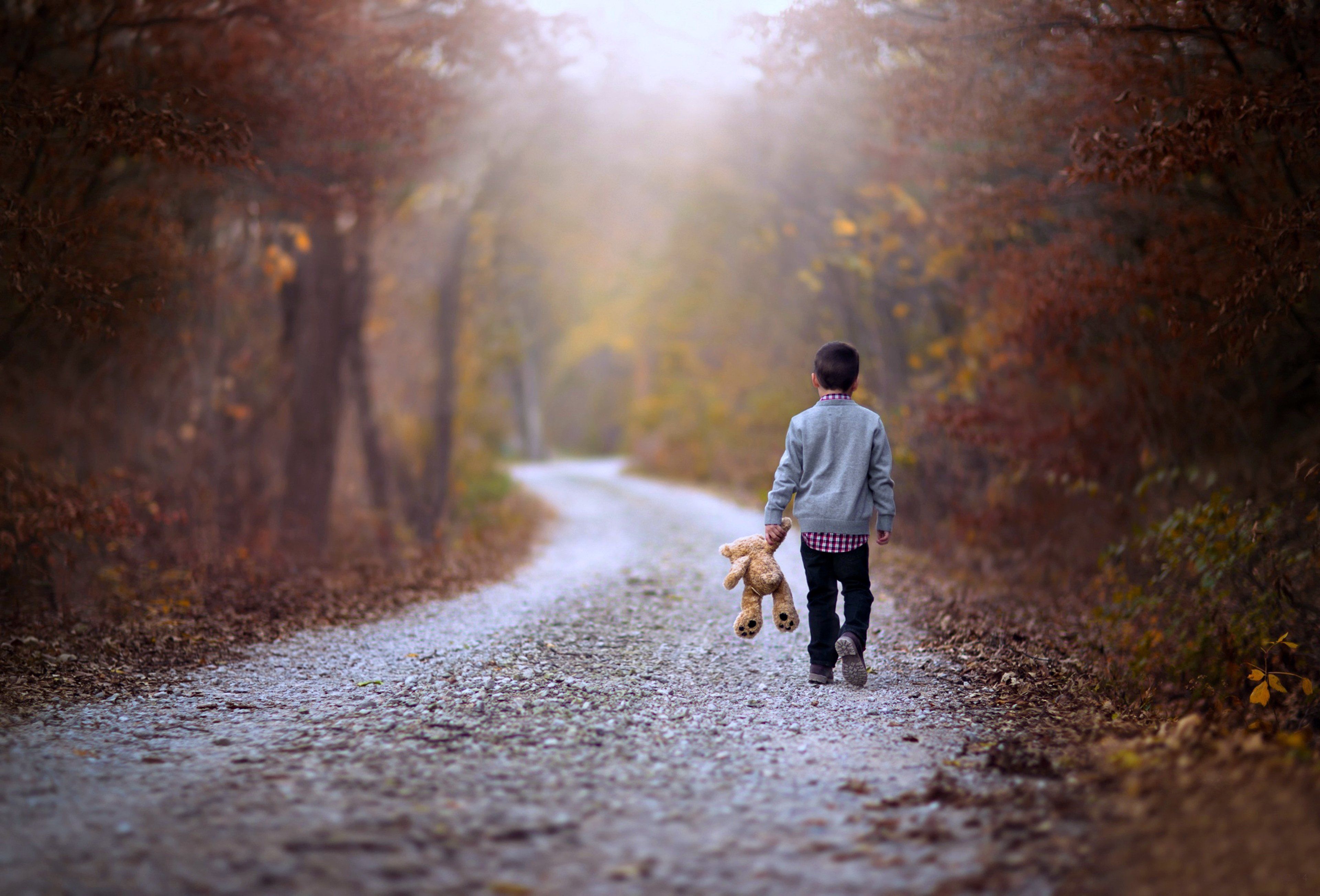 kids, Children, Childhood, Teddy, Bear, Road, Way, Path, Walking, Alone, Lonely, Forest, Jungle, Landscapes, Nature, Earth Wallpaper HD / Desktop and Mobile Background