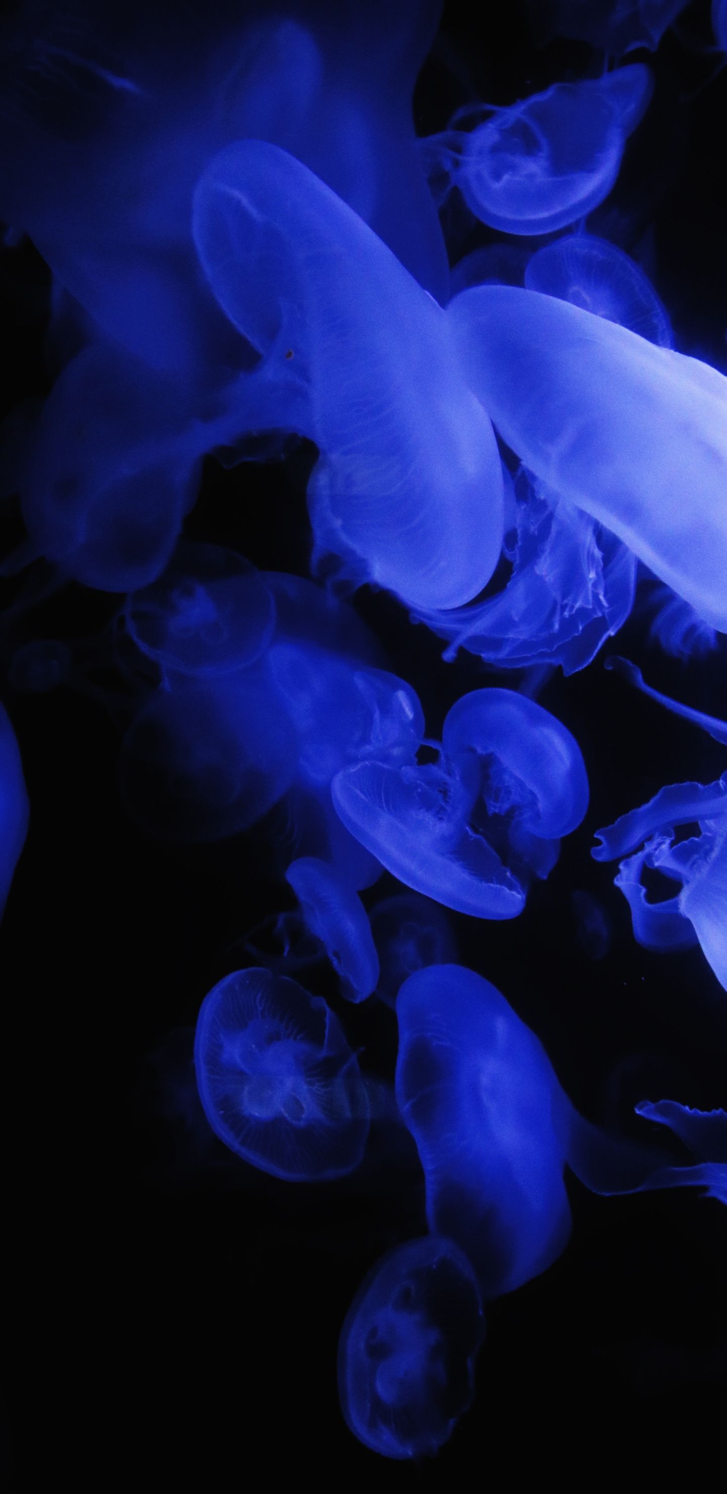 Jellyfish, blue, glow wallpaper. Animal wallpaper, Blue aesthetic pastel, Beautiful wallpaper image