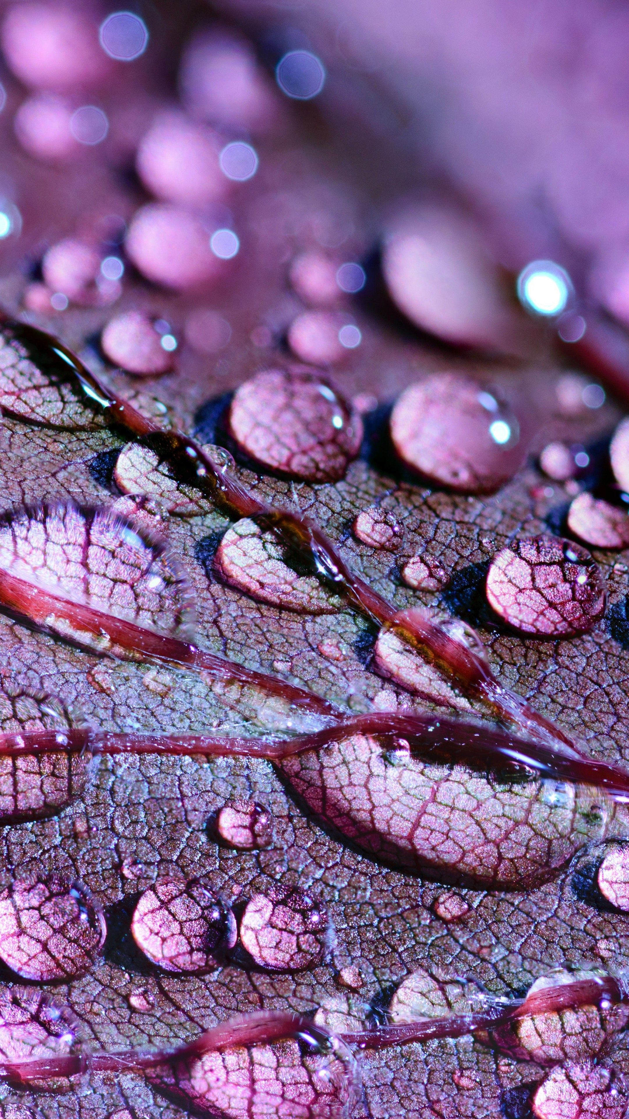 Wallpaper Water Drops, Leaves, 4K, 5K, Nature