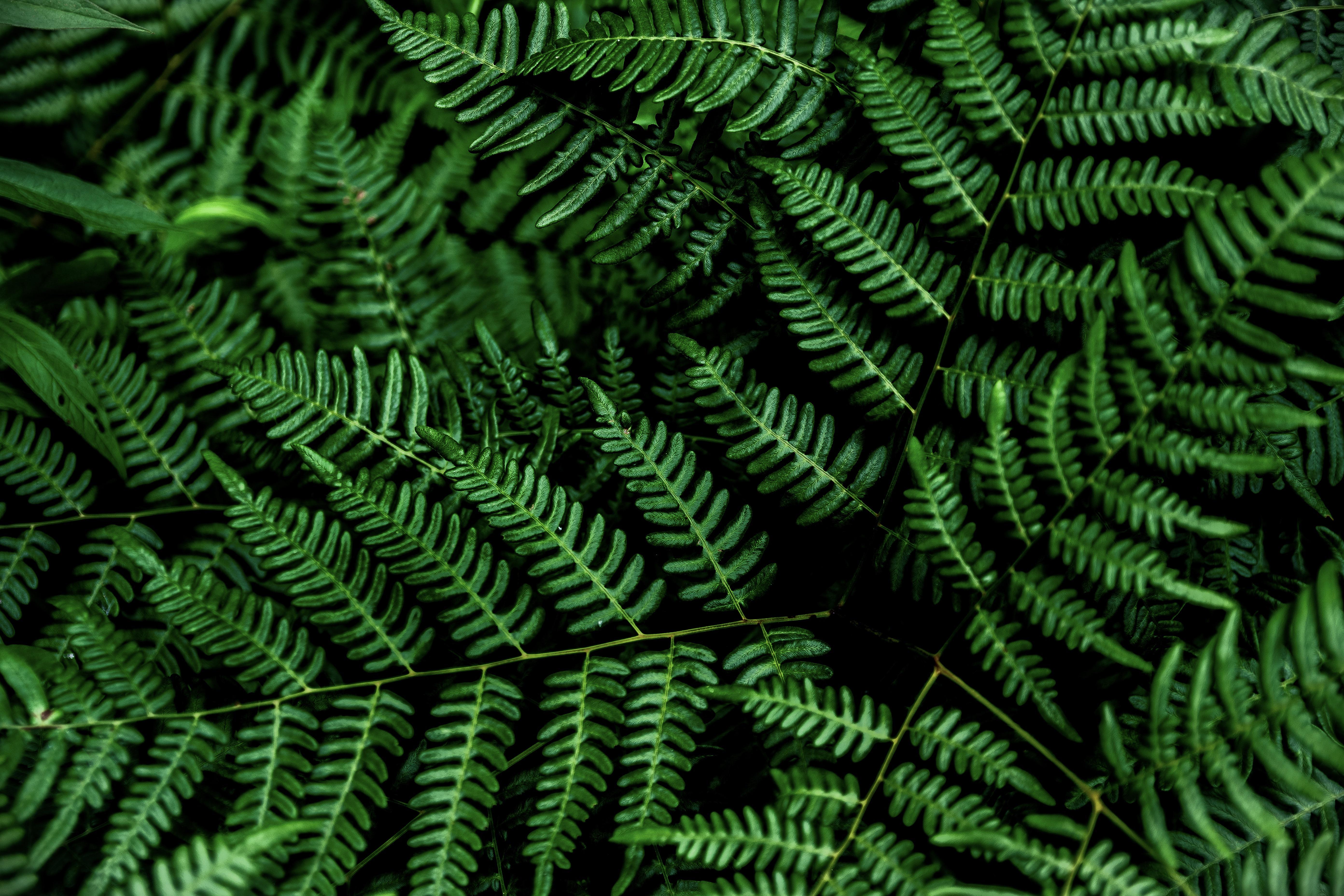4K Plants Fern Green Black Wallpaper:5568x3712