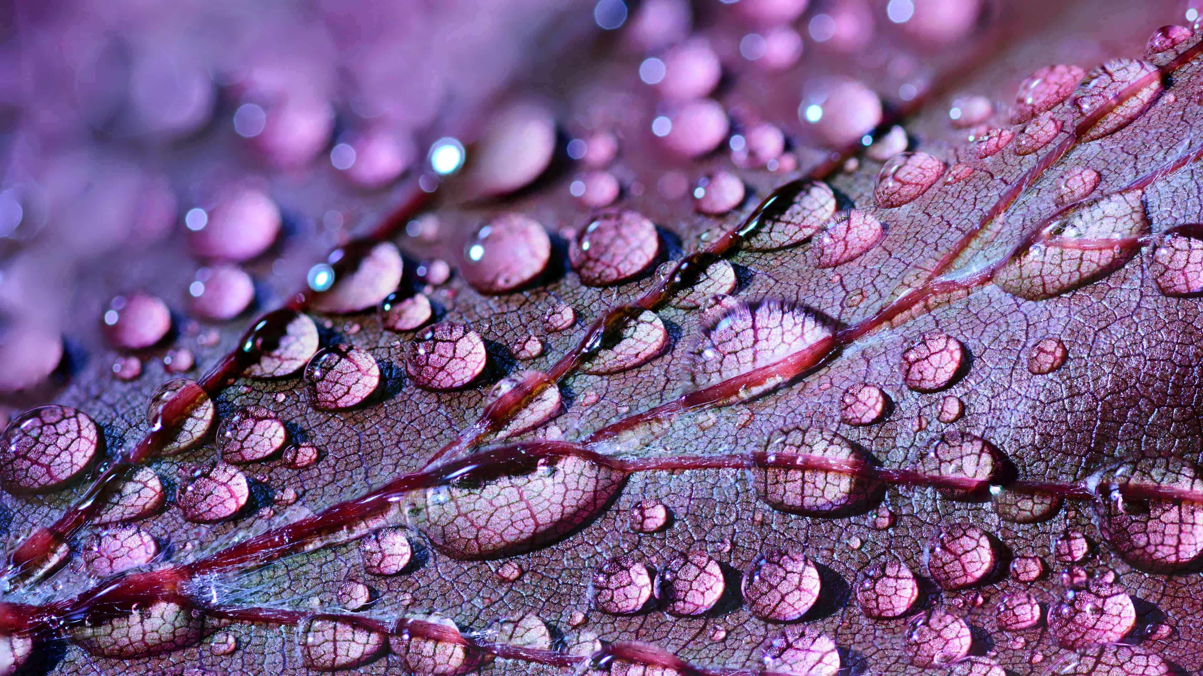 Purple Water Drops Wallpaper