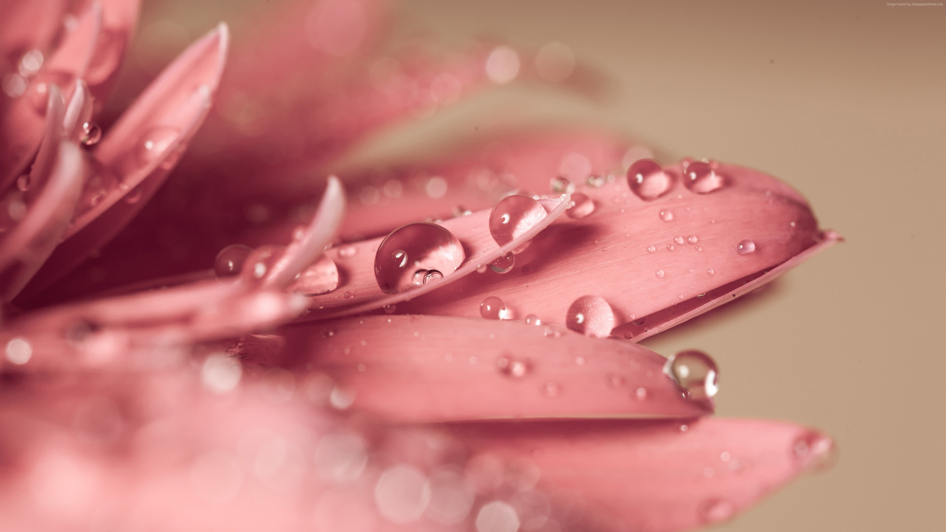 Free download Pink Gerbera Daisy Water Droplets UHD 4K Wallpaper Pixelz [3840x2160] for your Desktop, Mobile & Tablet. Explore Pink Water Drops Wallpaper. Pink Water Drops Wallpaper, Water Drops