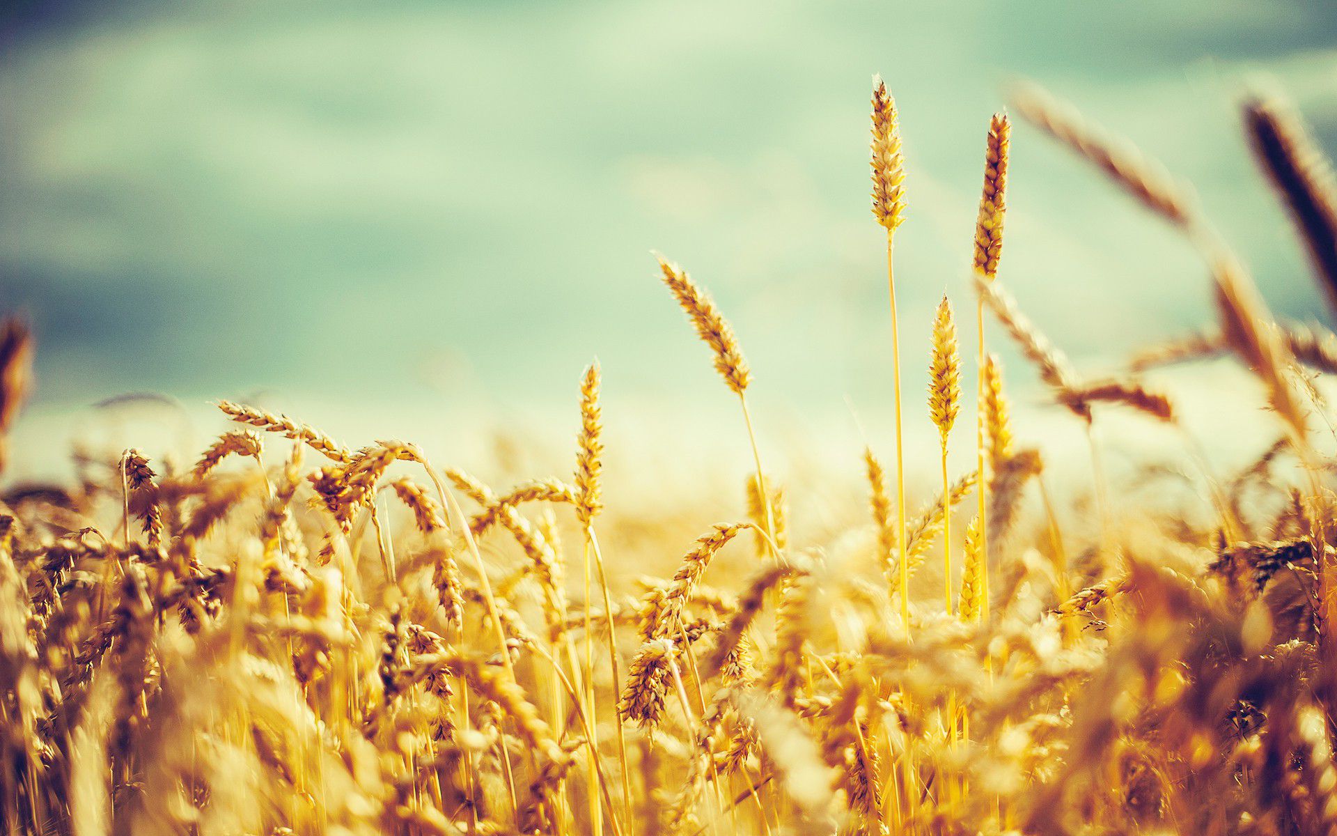 Free photo: Corn field, Crops, Field
