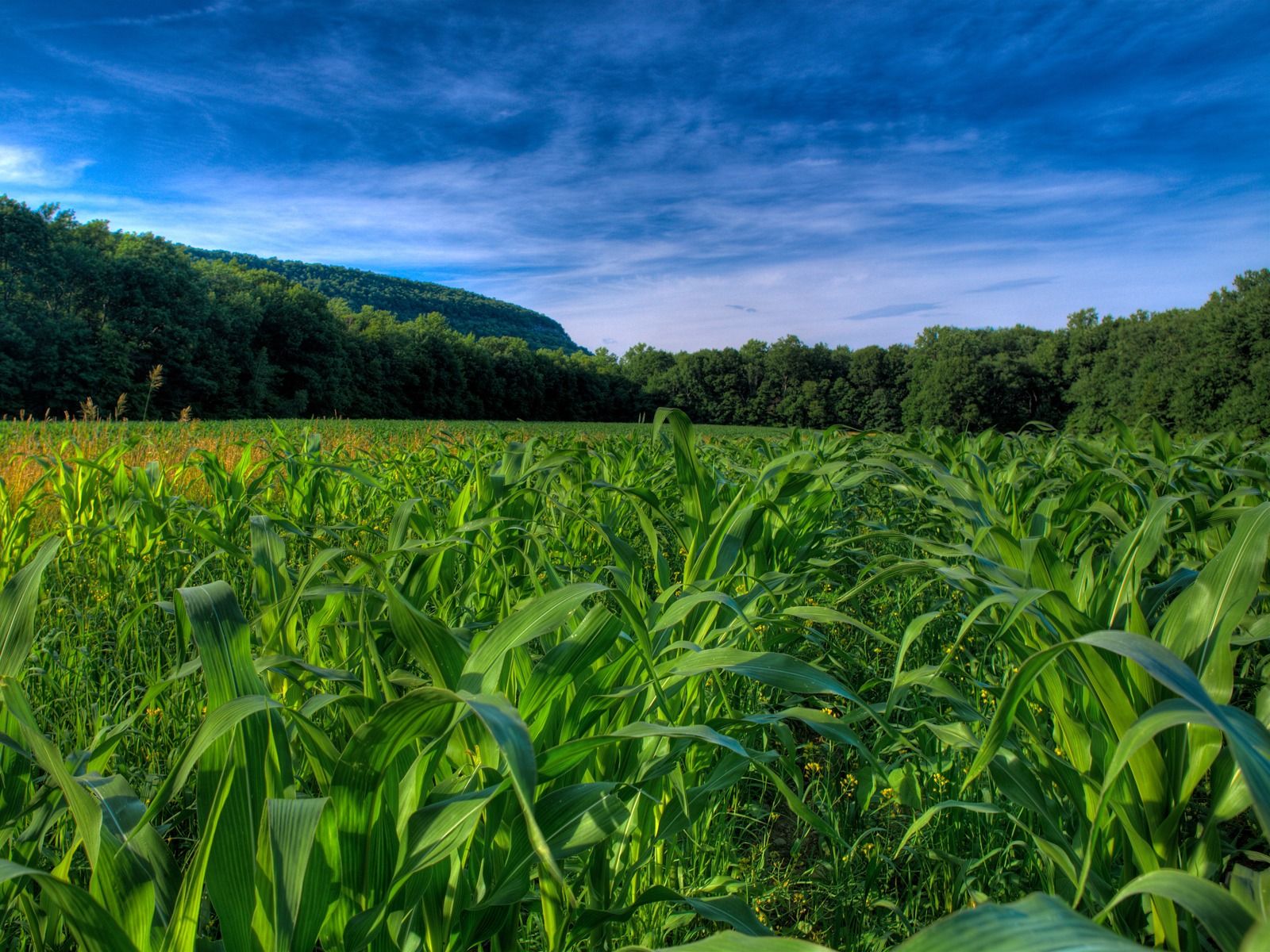Corn Fields Wallpaper Plants Nature Wallpaper in jpg format for free download