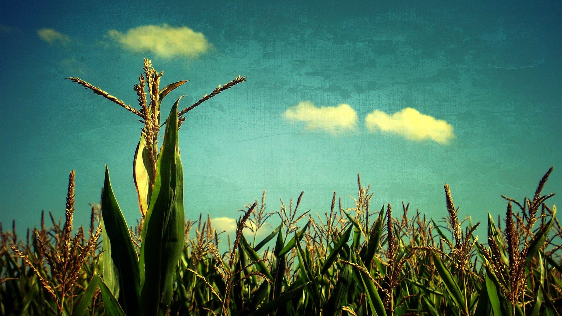 Wallpaper Corn, Sky, Blue, Art, Field, Crop Field Background Desktop