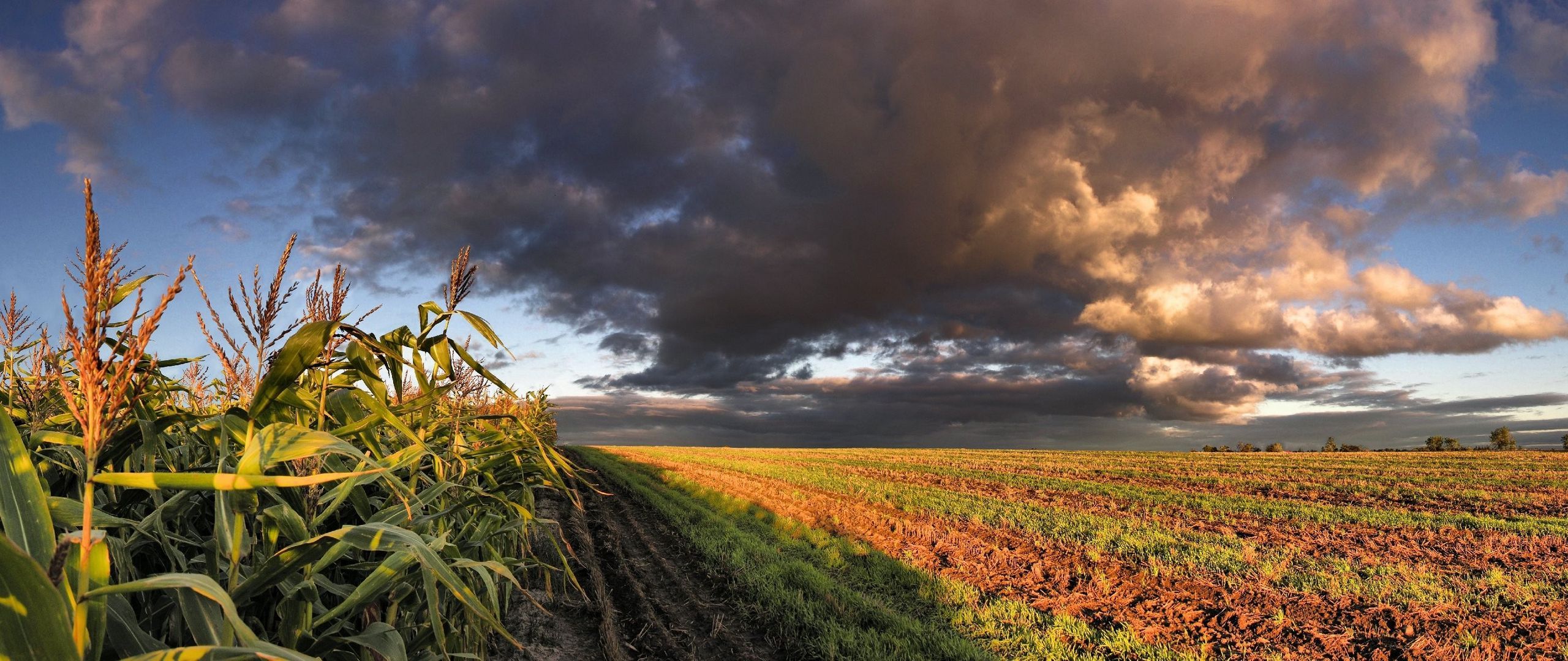 Download wallpaper 2560x1080 corn, field, sky, panorama, arable land, clouds dual wide 1080p HD background