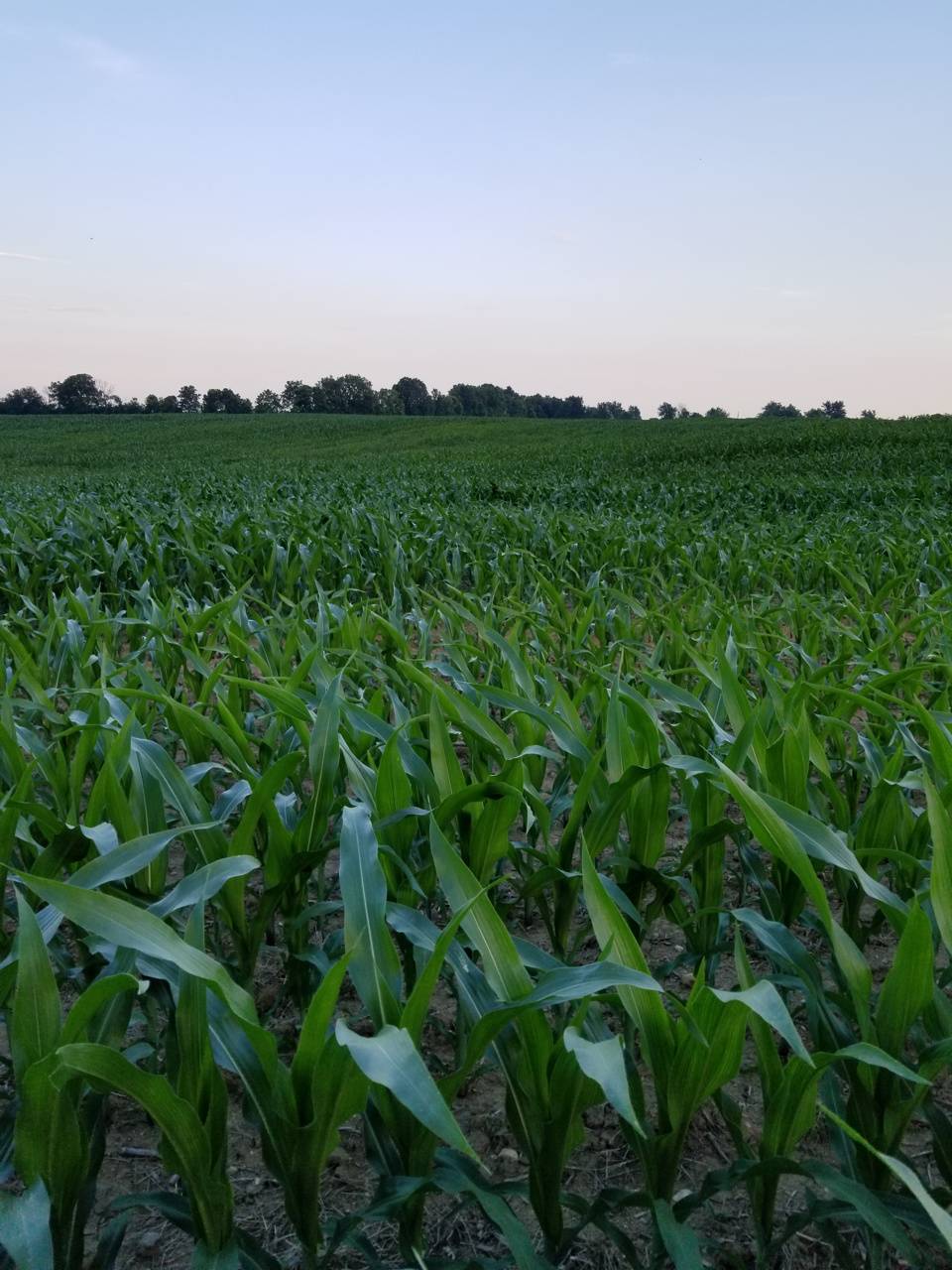 Corn Field Farm wallpaper