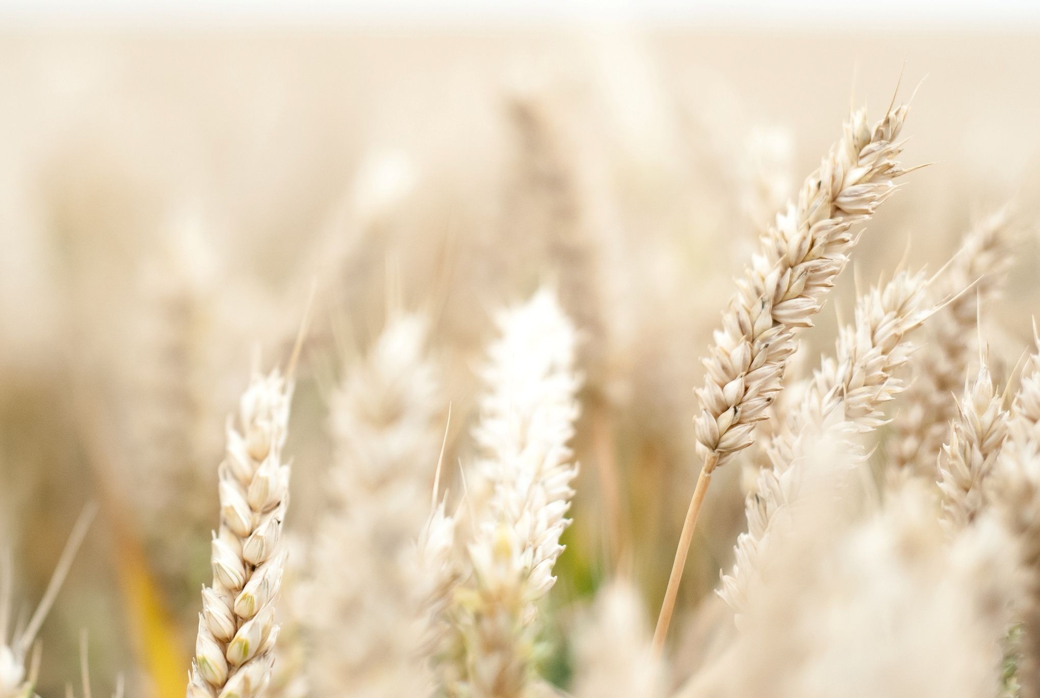 Wallpaper macro, wheat, rye, ears, ears, ear of corn, field, macro, flowers wallpaper macro. Amazing nature photo, Sunny day picture, Wheat fields