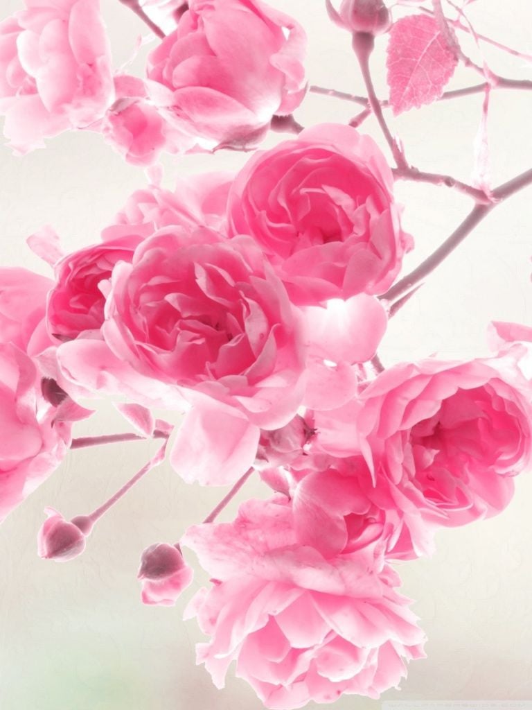 Pink Roses Flowers HD desktop wallpaper, High Definition, Fullscreen, Mobile. Pink flowers wallpaper, Pink flowers background, Beautiful flowers image