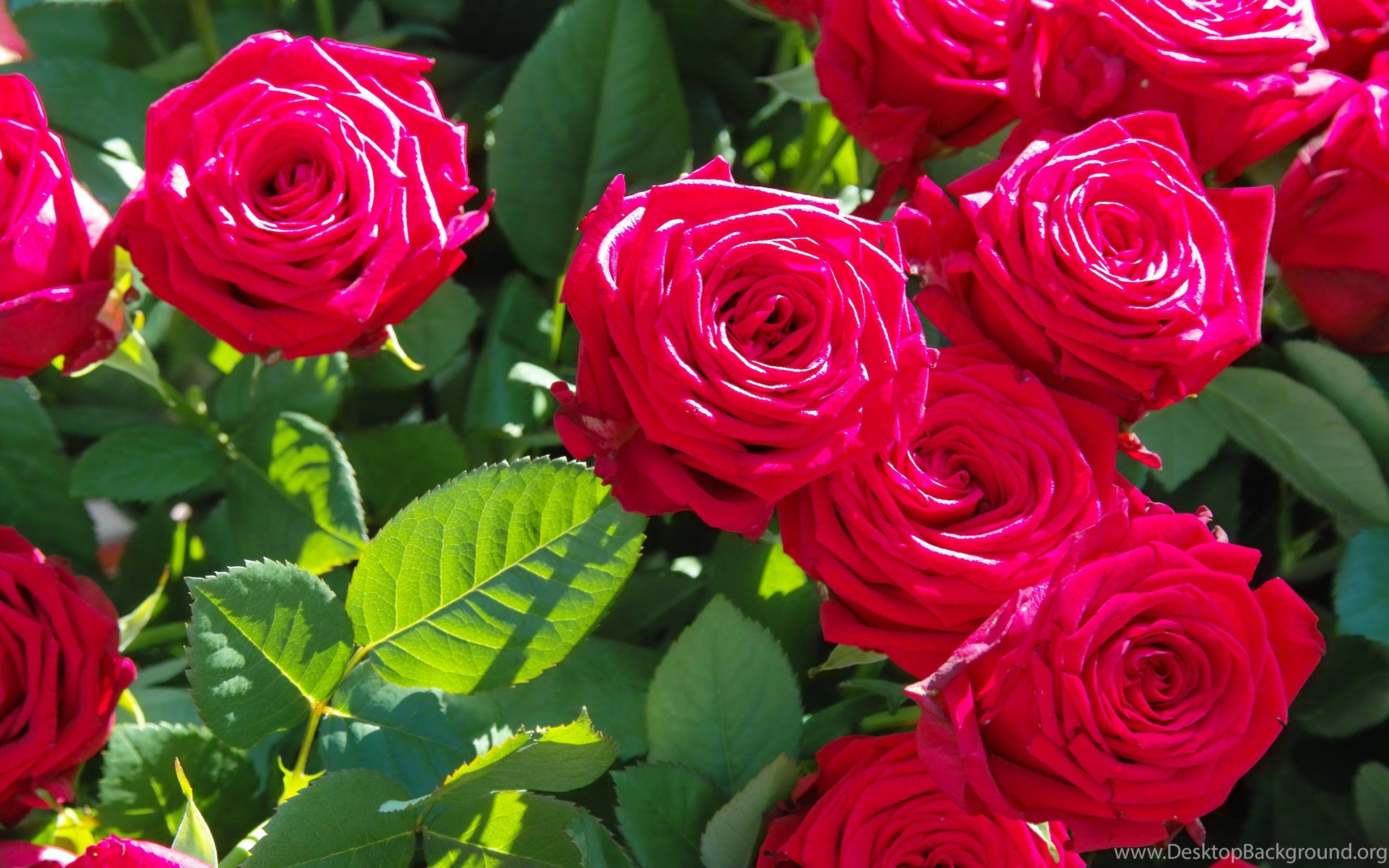 Rose Leaves Beautiful Flowers Wallpaper HD In 4K Resolution Desktop Background