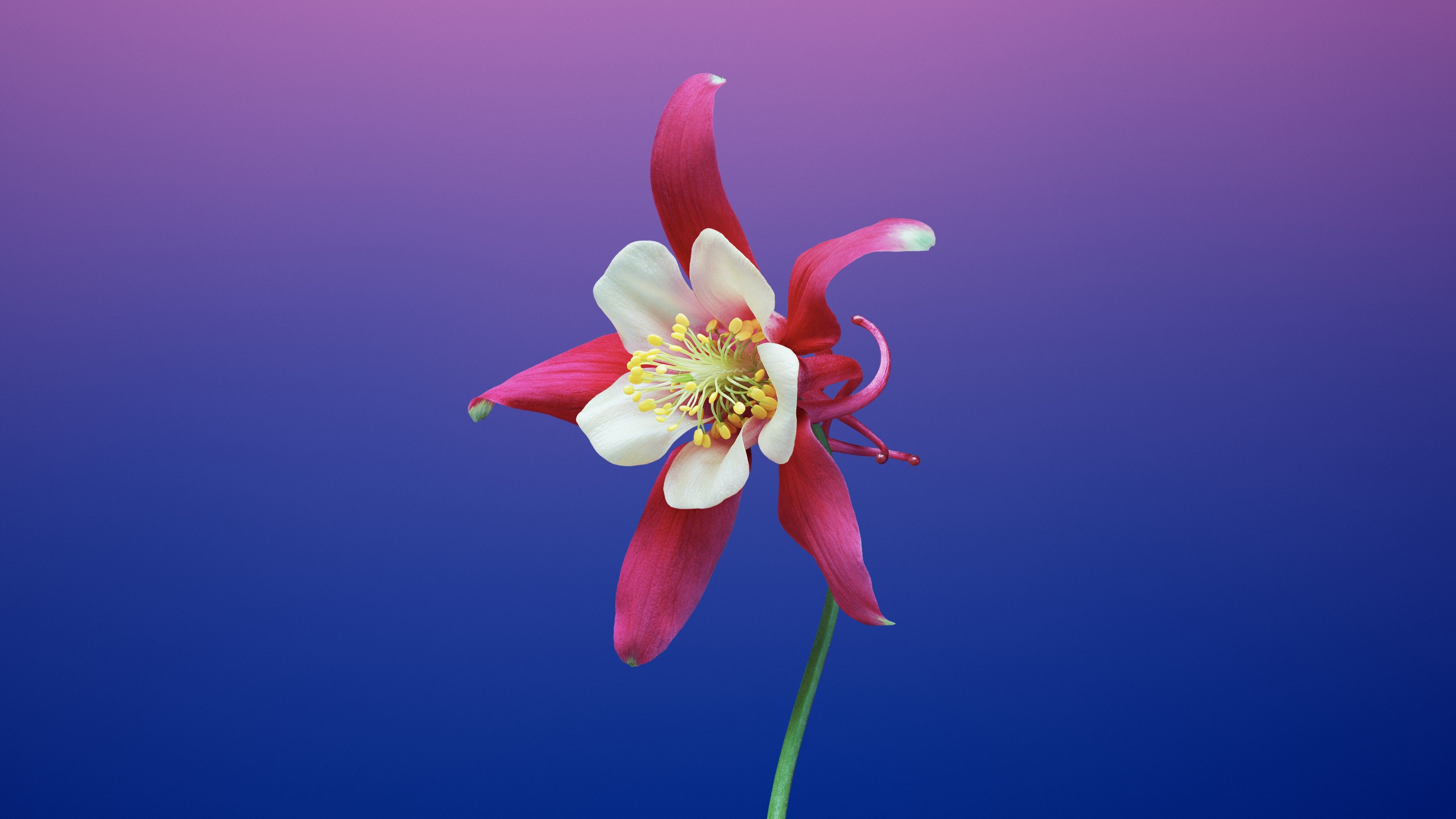 Aquilegia flower 4K Wallpaper, Gradient background, macOS Mojave, iOS Stock, HD, 5K, Flowers