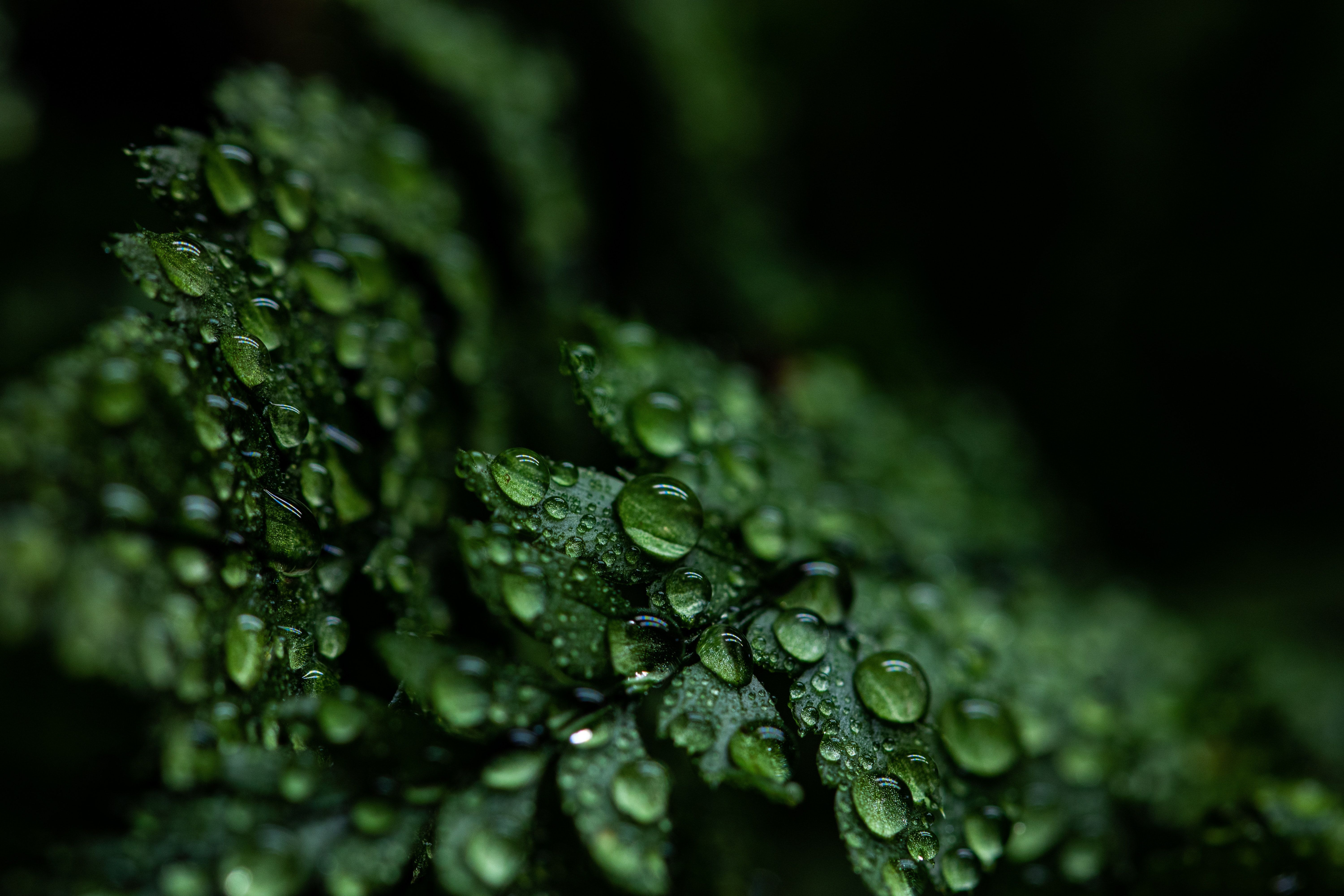 Leaves 4K Wallpaper, Rain drops, Dark, Plant, Droplets, 5K, Nature