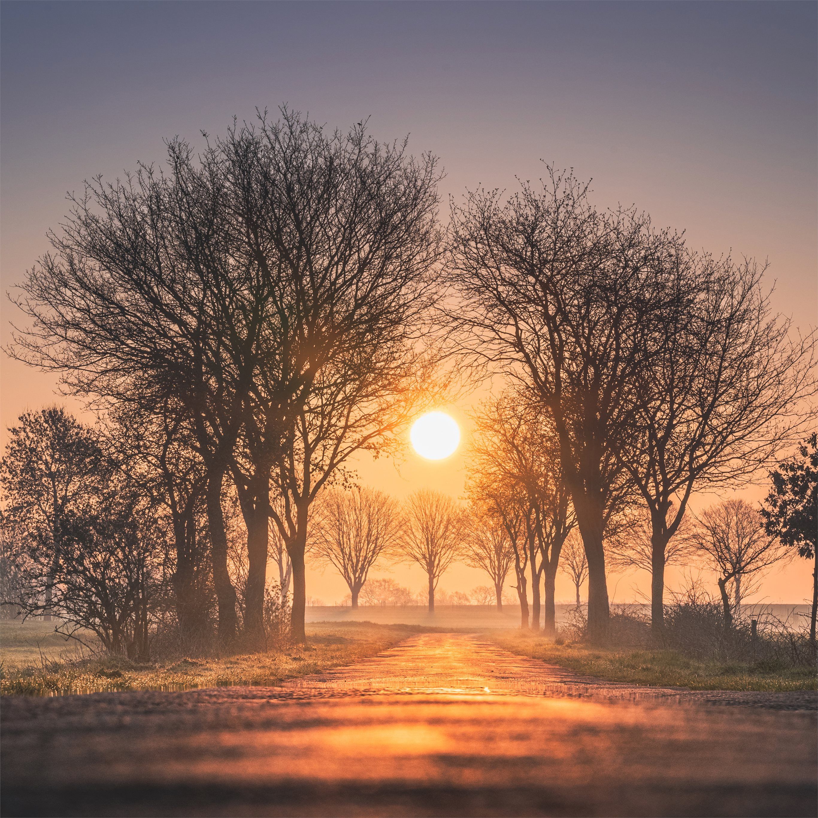 sunrises and sunsets trees sun fog 4k iPad Wallpaper Free Download