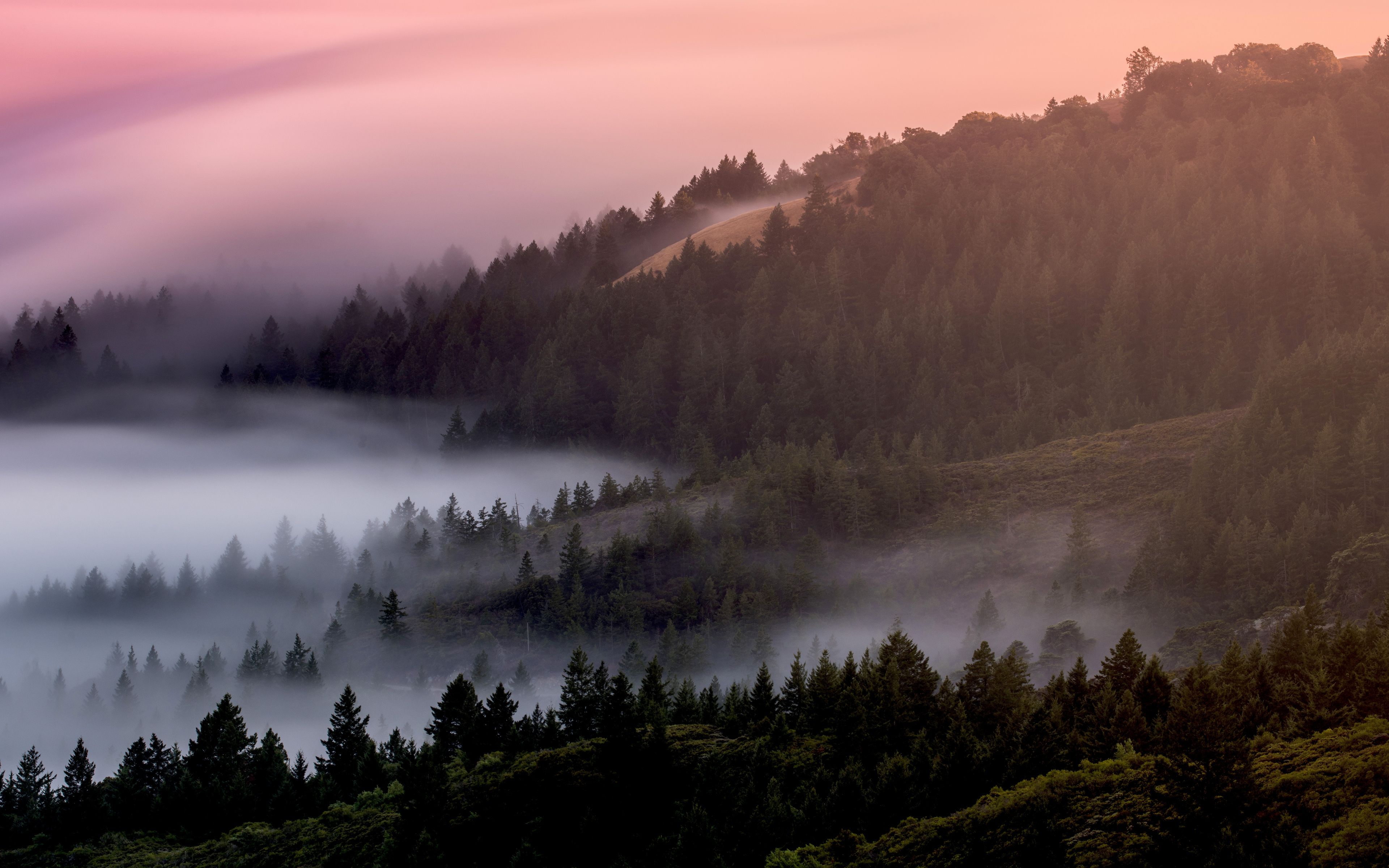 Download Mist, fog, sunrise, trees, forest, nature wallpaper, 3840x 4K Ultra HD 16: Widescreen