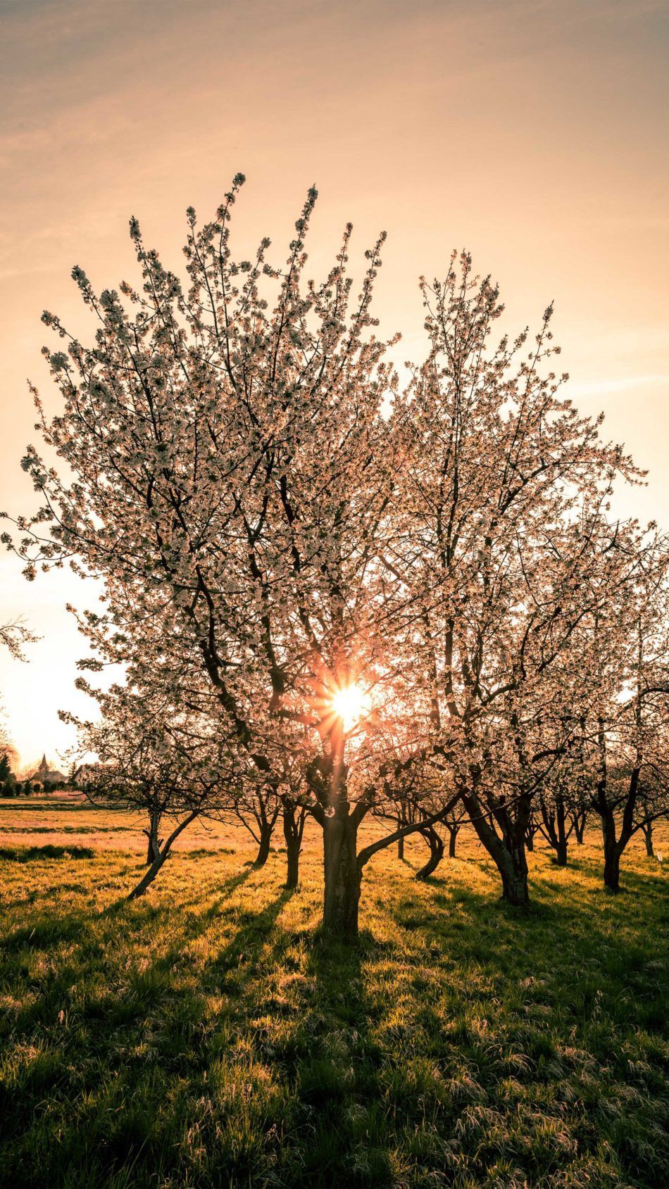 Tree Sunset HD Wallpapers - Wallpaper Cave