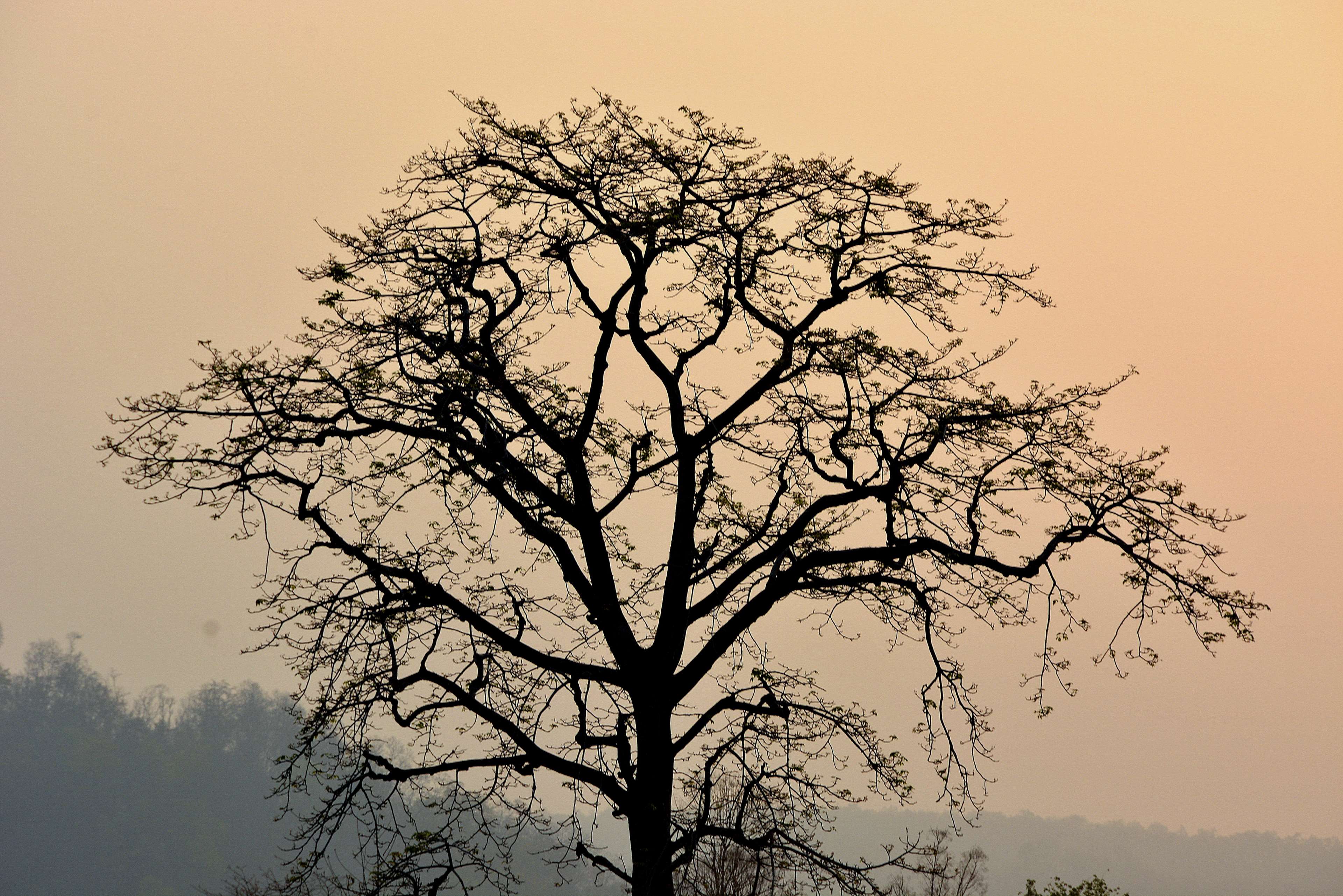 dawn, dusk, fog, silhouette, sunrise, tree 4k wallpaper. Free stock image. Tokkoro.com Amazing HD Wallpaper