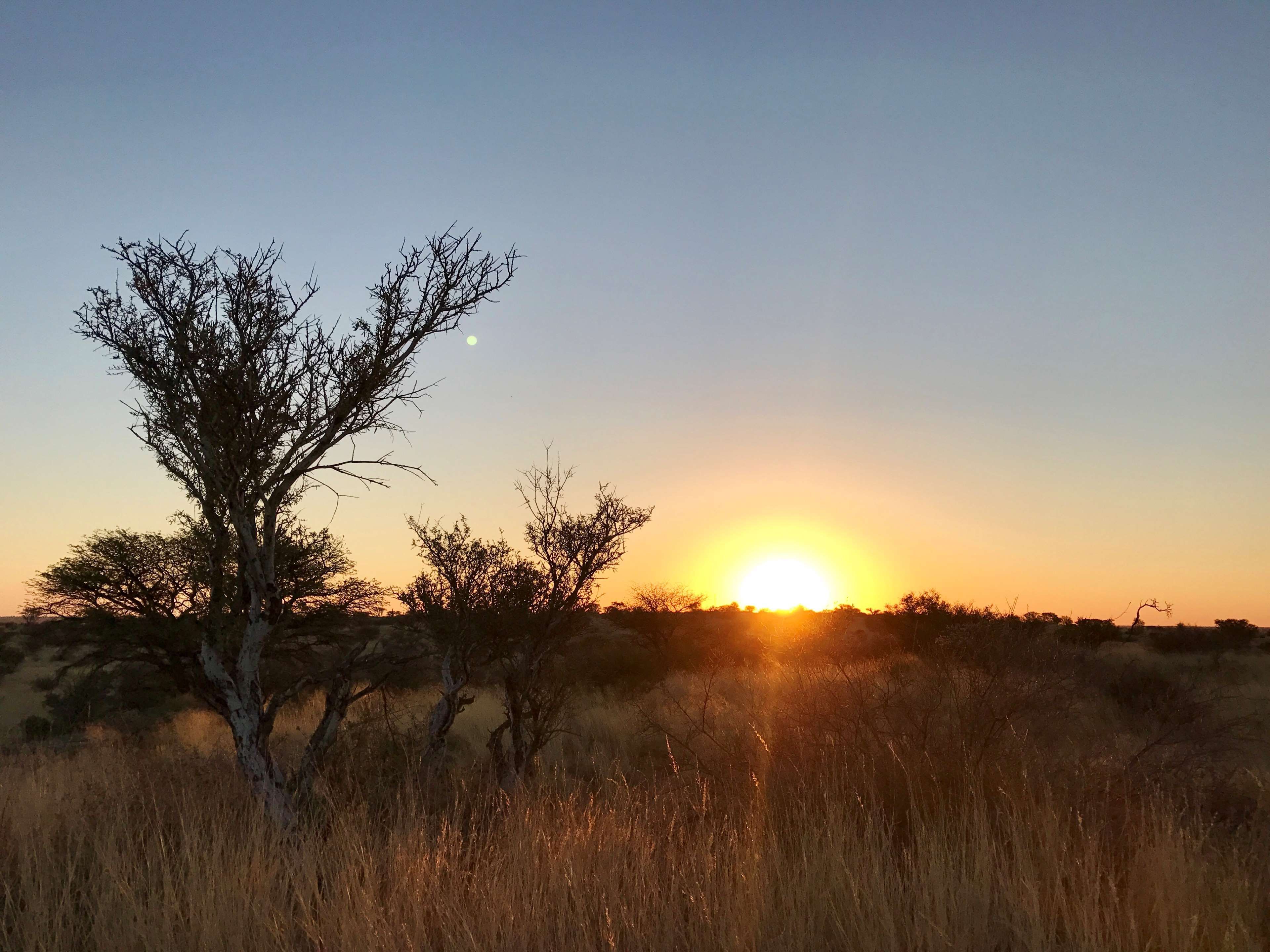 africa #bushes #grass #kalahari #orange sky #savanna #savannah #south africa #sunrise #trees #wild 4k. Africa sunrise, Savannah chat, Savanna