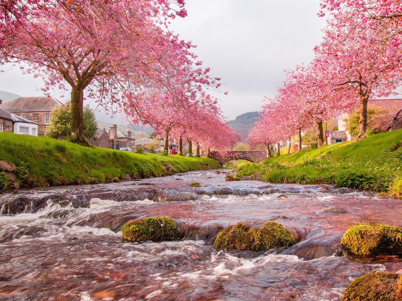 Wallpaper Sakura, river, bridge, grass, village 1920x1200 HD Picture, Image