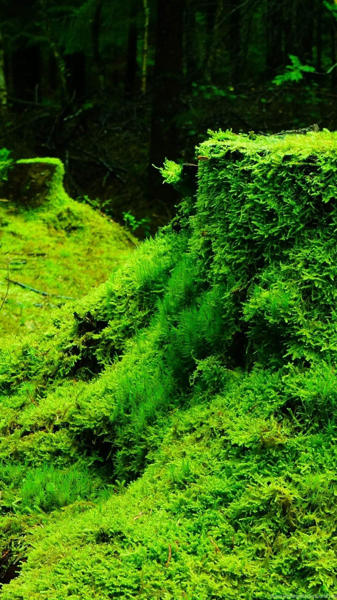 Forest Green Nature Grass Moss Dark 4k Uhd High Resolution. Desktop Background