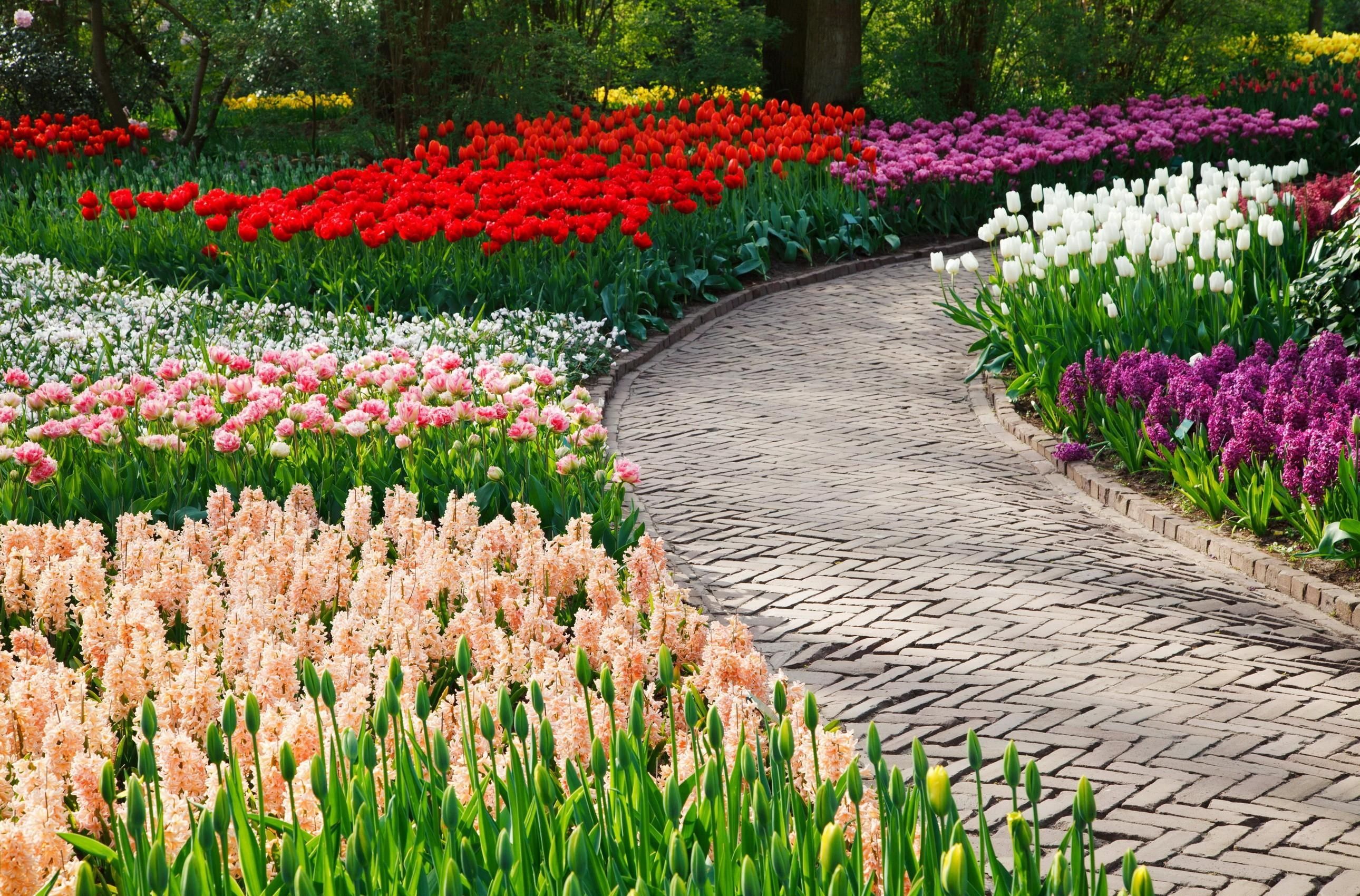 Wallpaper, tulips, hyacinths, flowers, flowerbeds, walkway, park 2580x1700