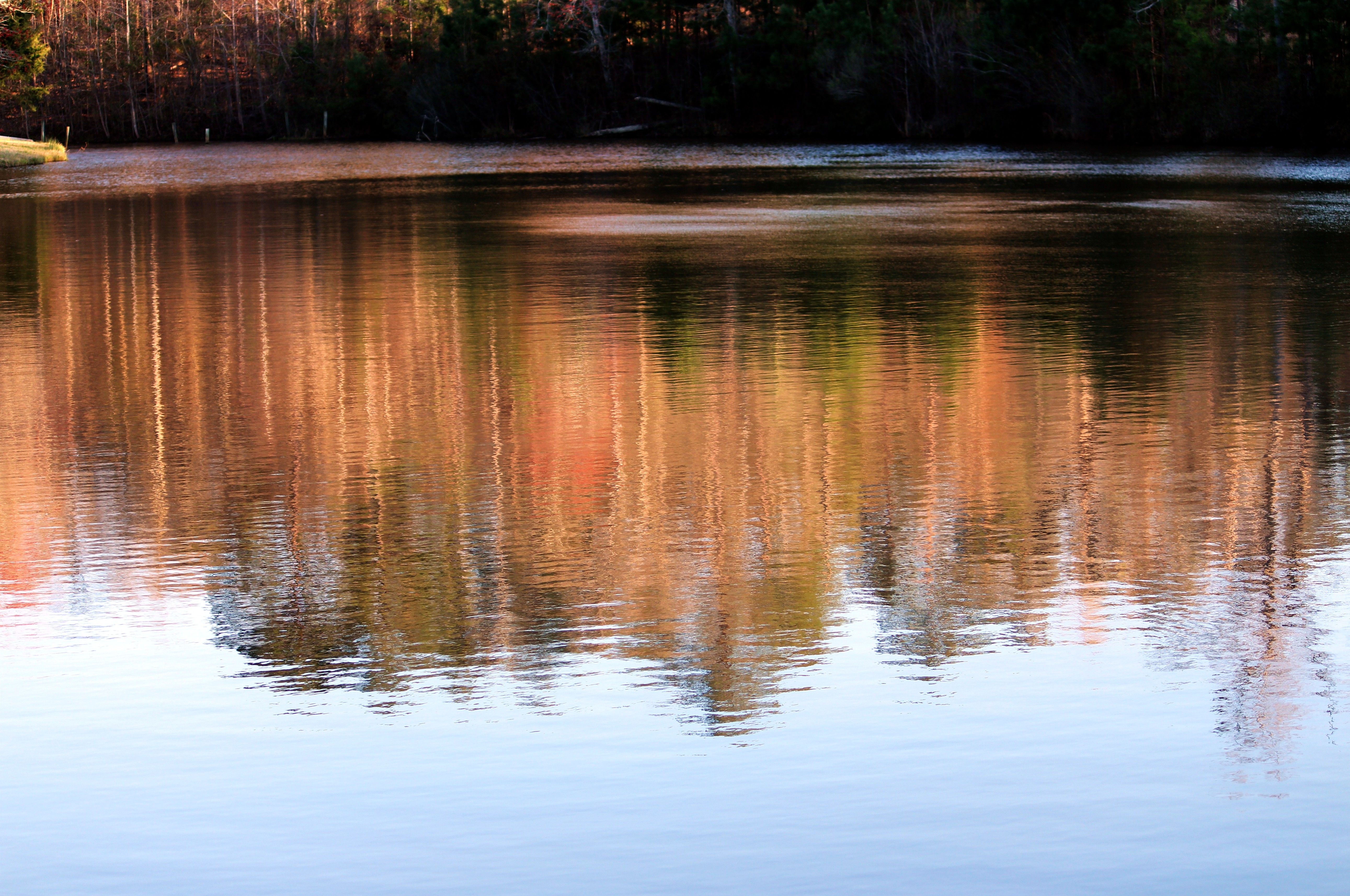 Wallpaper, trees, Sun, sunlight, nature, water, colors, reflections, still, pond, warm, Quiet, peaceful, setting 5164x3428