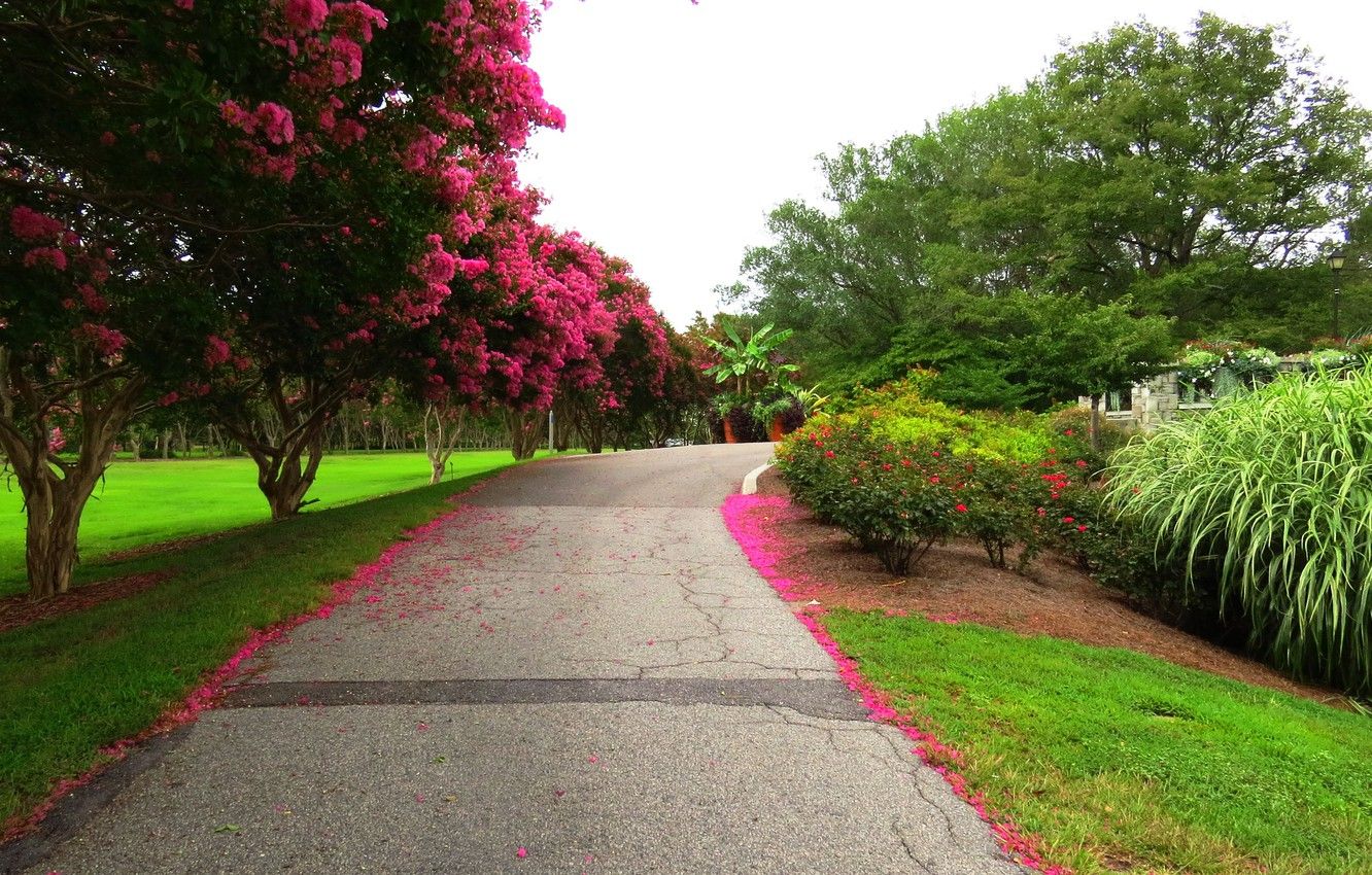 Wallpaper road, trees, flowers, Park, spring, Nature, flowering, road, trees, park, flowers, spring, flowering image for desktop, section природа