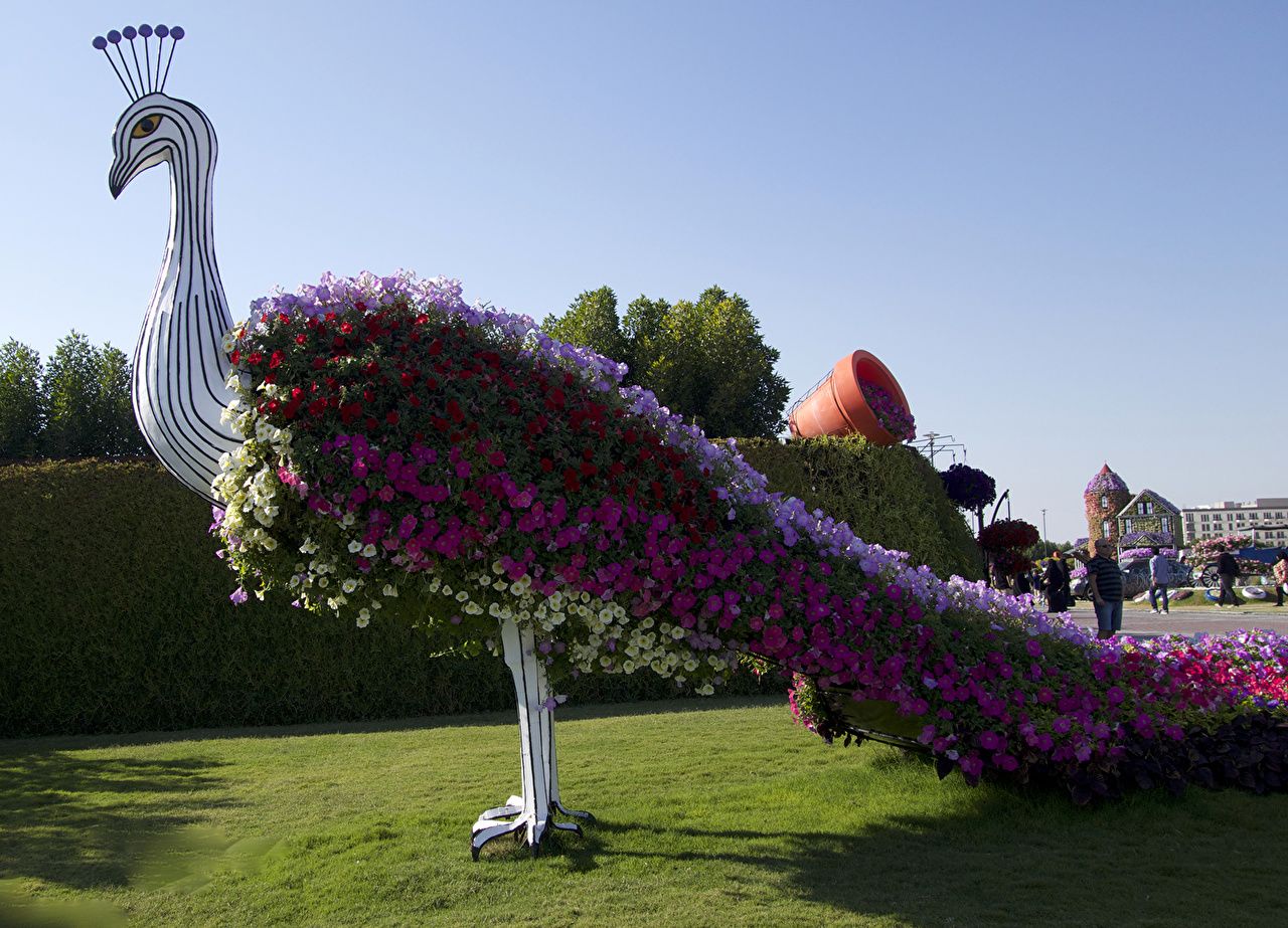 image Petunia Dubai Miracle Garden park flower peacock Lawn Design