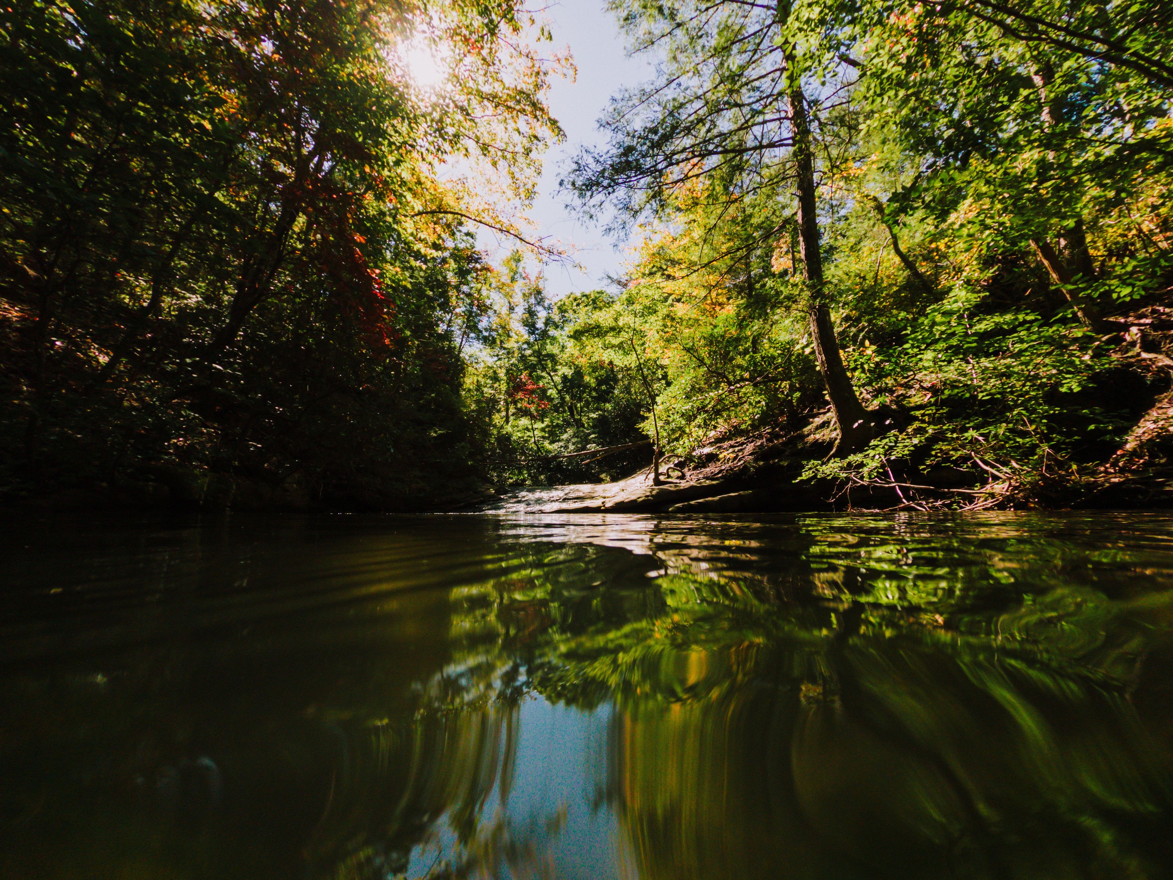 Peaceful pond among green trees in forest · Free