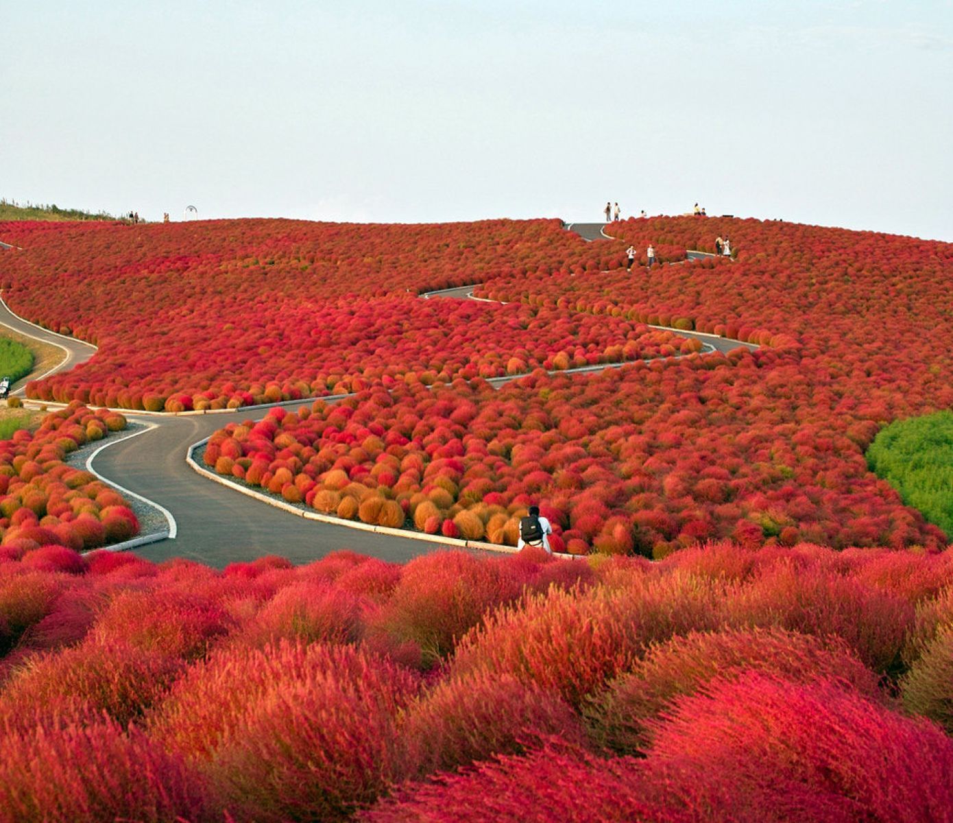 Flower Paradise Hitachi Seaside Park Japan. HD Flowers Wallpaper for Mobile and Desktop