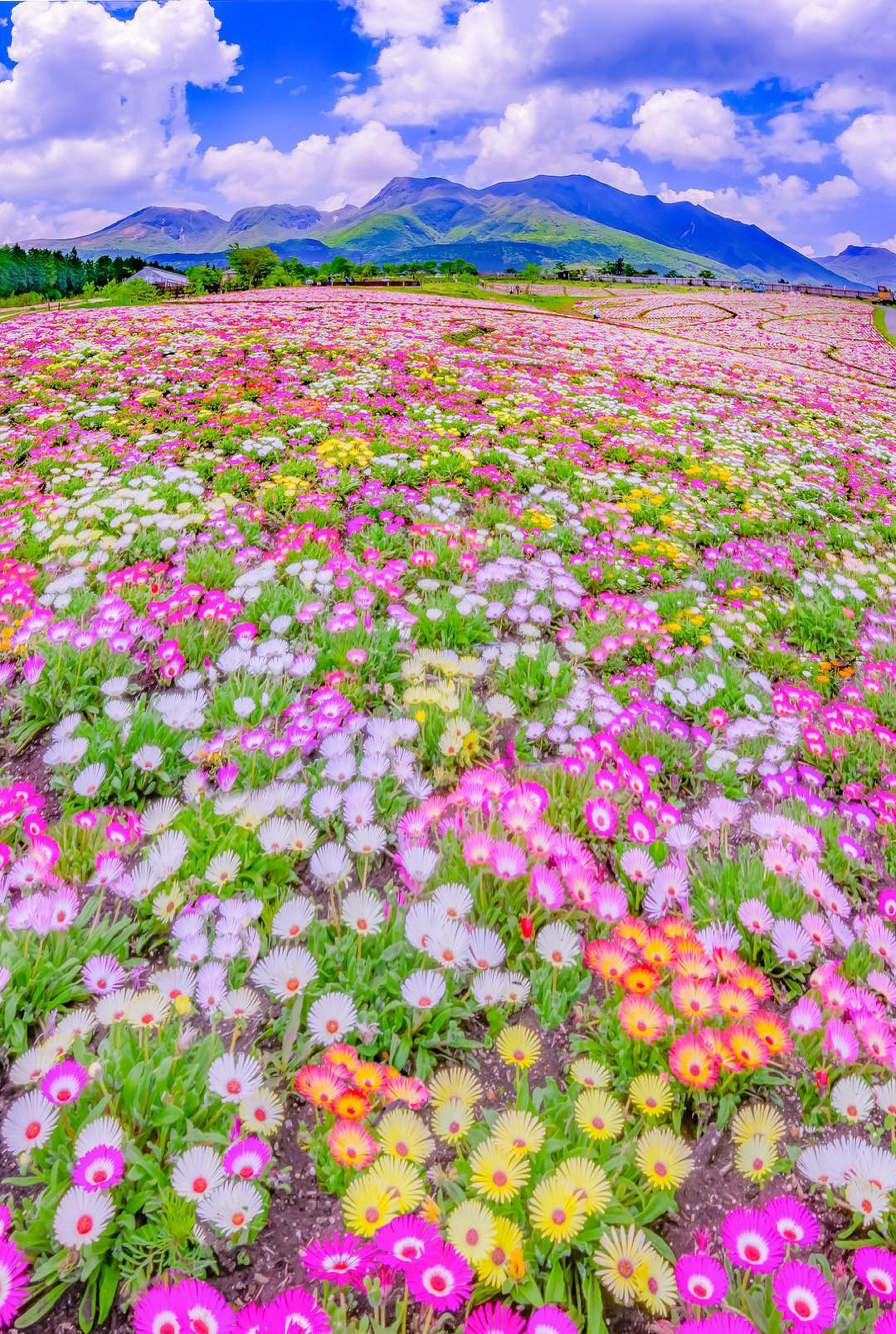 Kuju Flower park, japan. Beautiful landscapes, Nature, Nature picture
