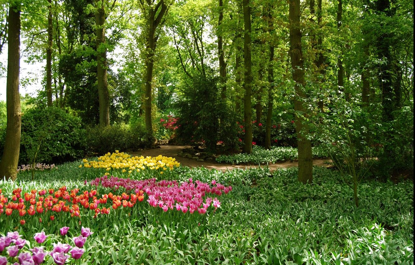 Wallpaper greens, trees, flowers, Park, spring, garden, tulips, Nature, trees, park, flowers, garden, tulips, spring image for desktop, section природа