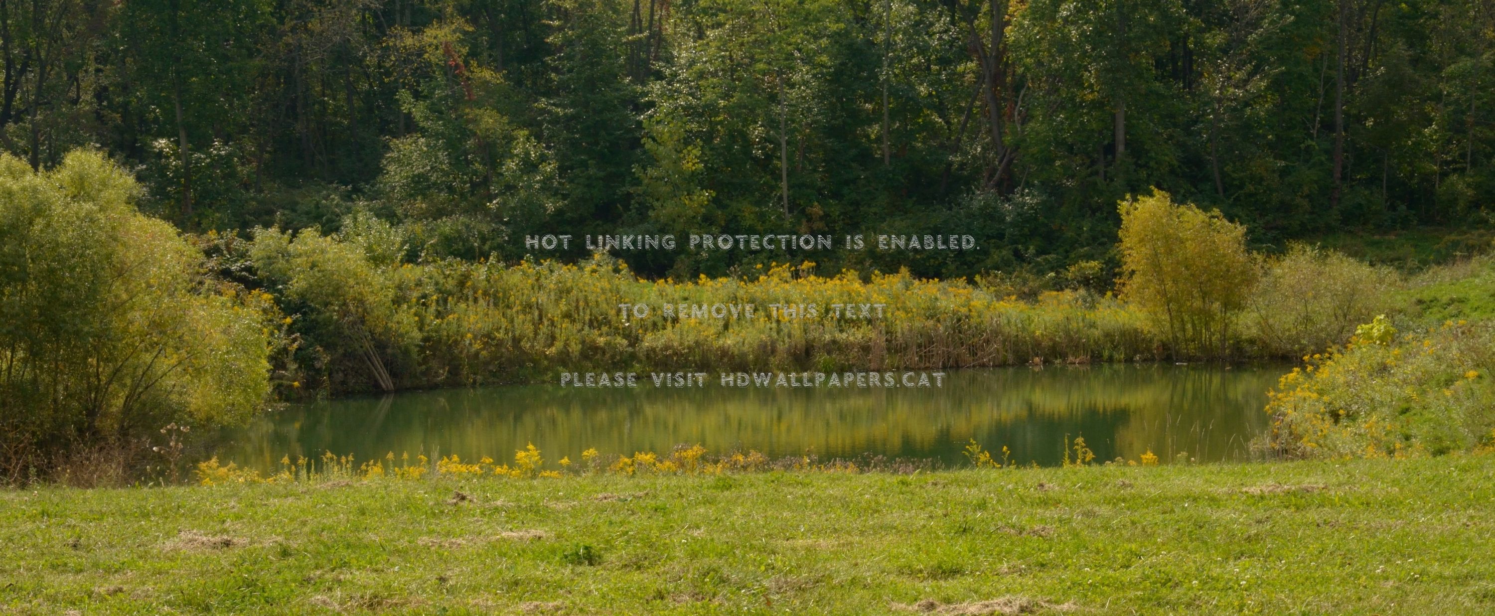 green with nature peaceful pond scenic