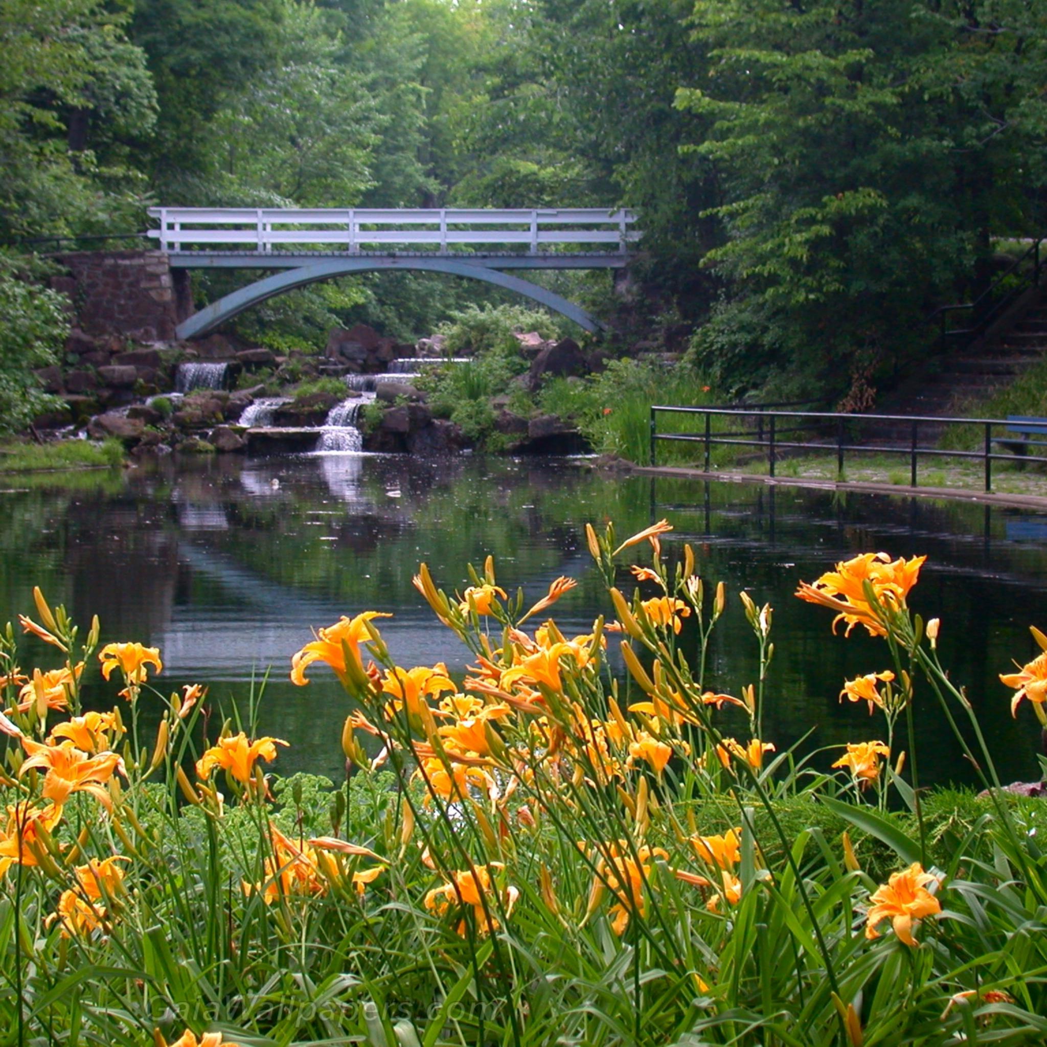 Peaceful Pond Wallpapers Wallpaper Cave