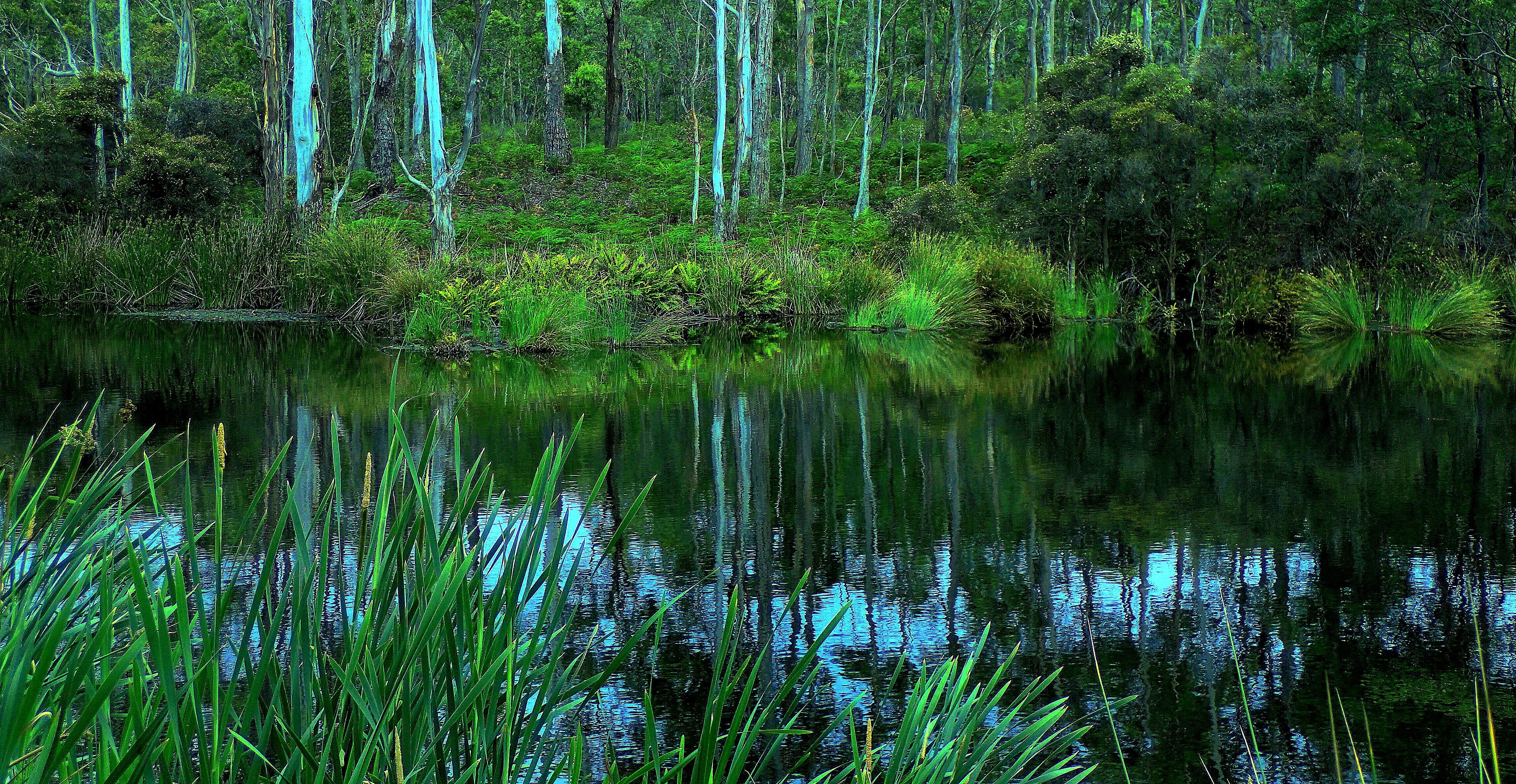 Wallpaper, bush, trees, foliage, pond, duckpond, reflection, reflections, green, grasses, nature, naturephotography, Australia, Tasmania, scenictasmania, view, scene, serene, peaceful 4608x2383