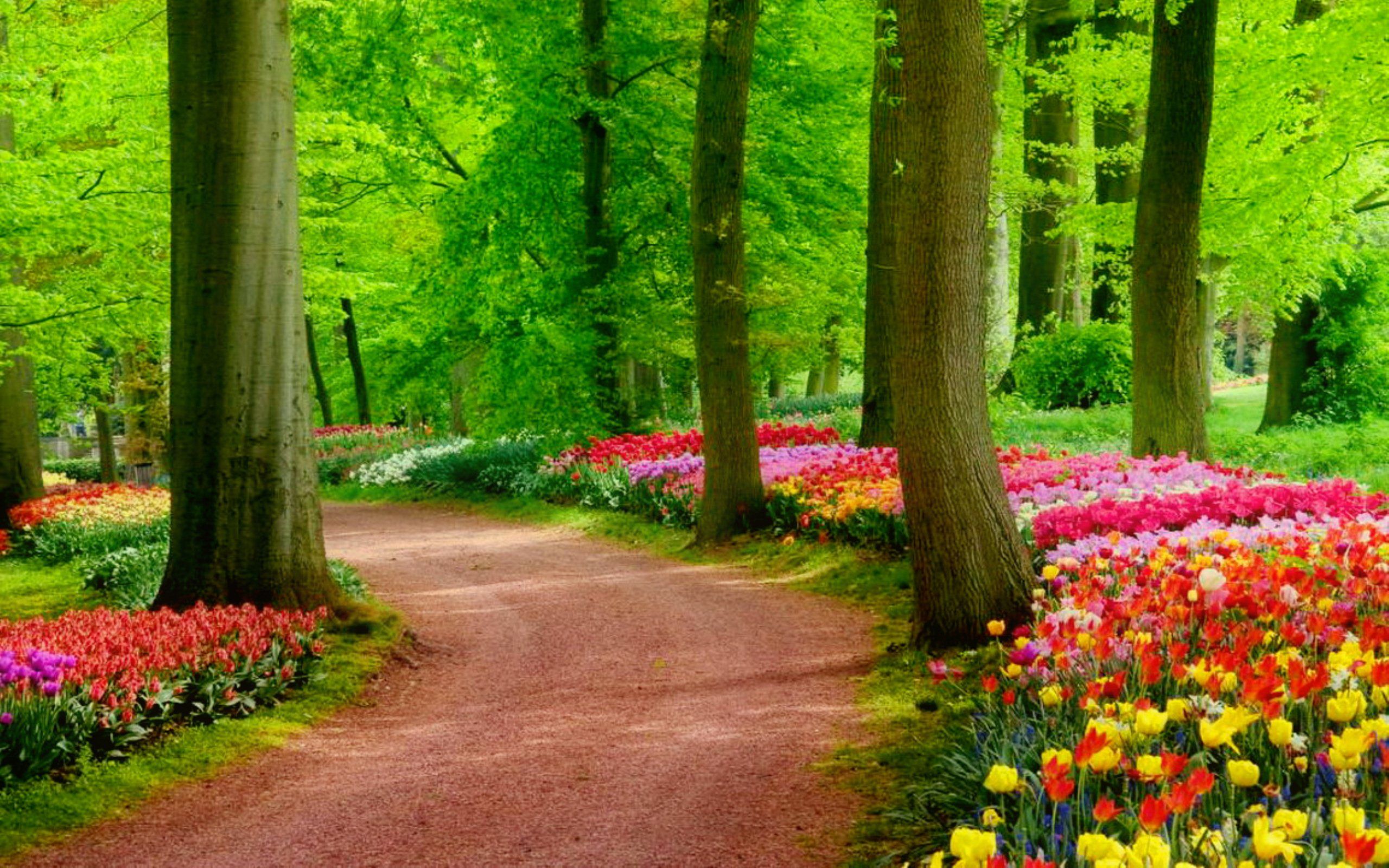 Colorful Spring (2560×1600). Landscape Picture, Nature Image Hd, Nature Desktop
