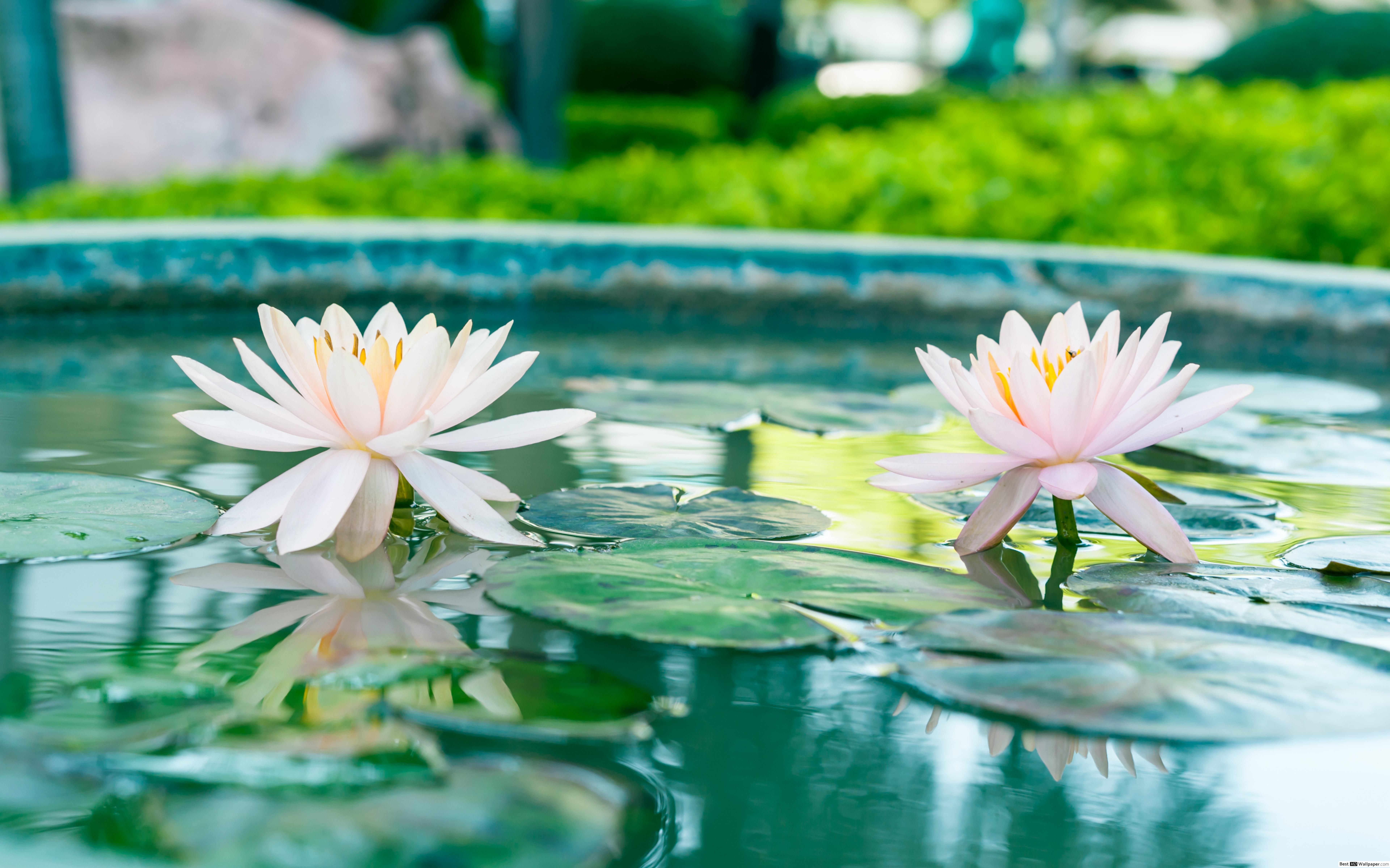 Peaceful Pond Wallpapers Wallpaper Cave