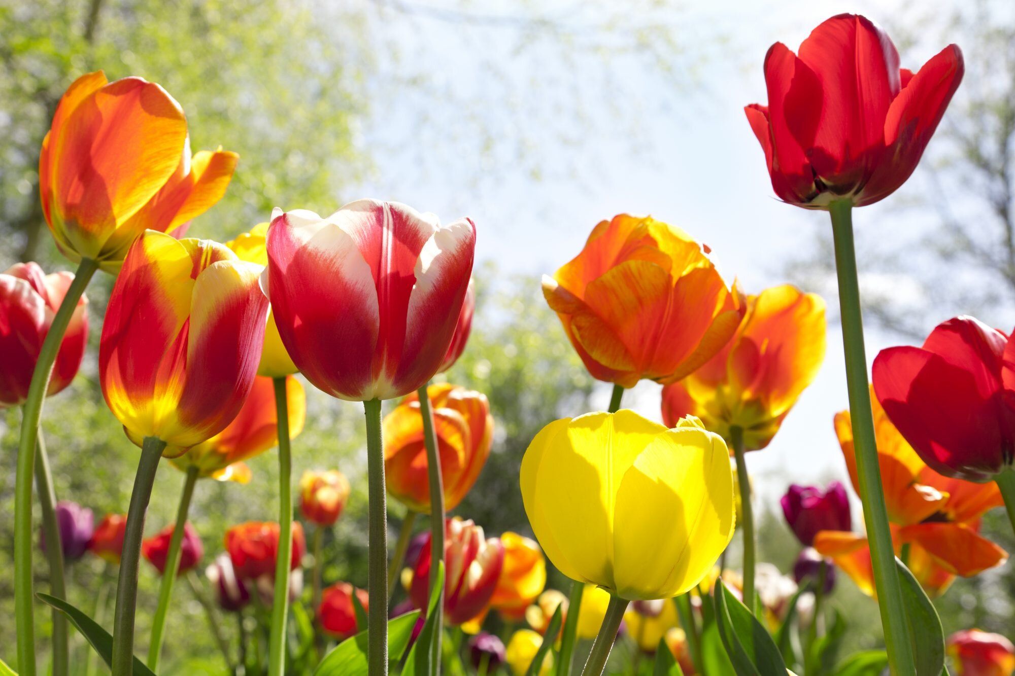Popular Easter Flowers and What They Symbolize