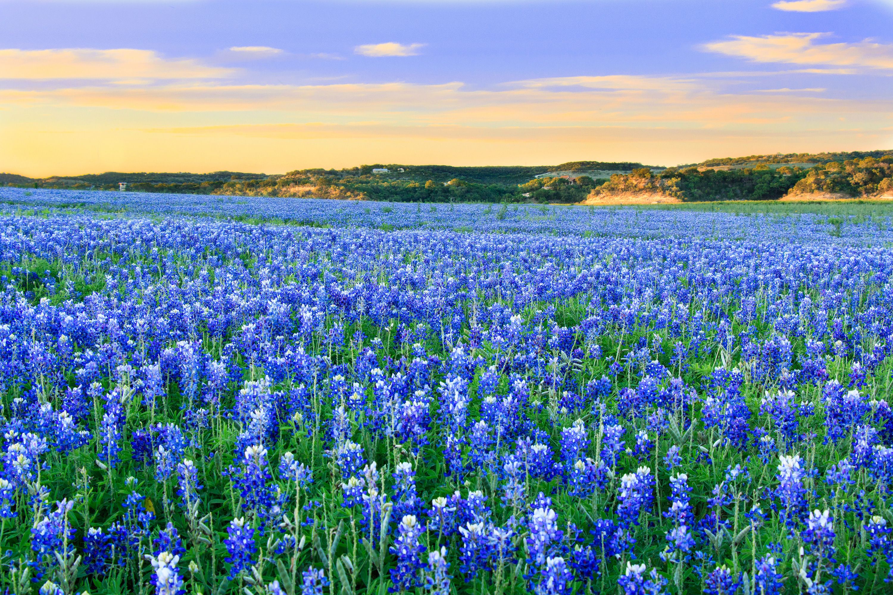 Where to See Spring Flowers in the United States