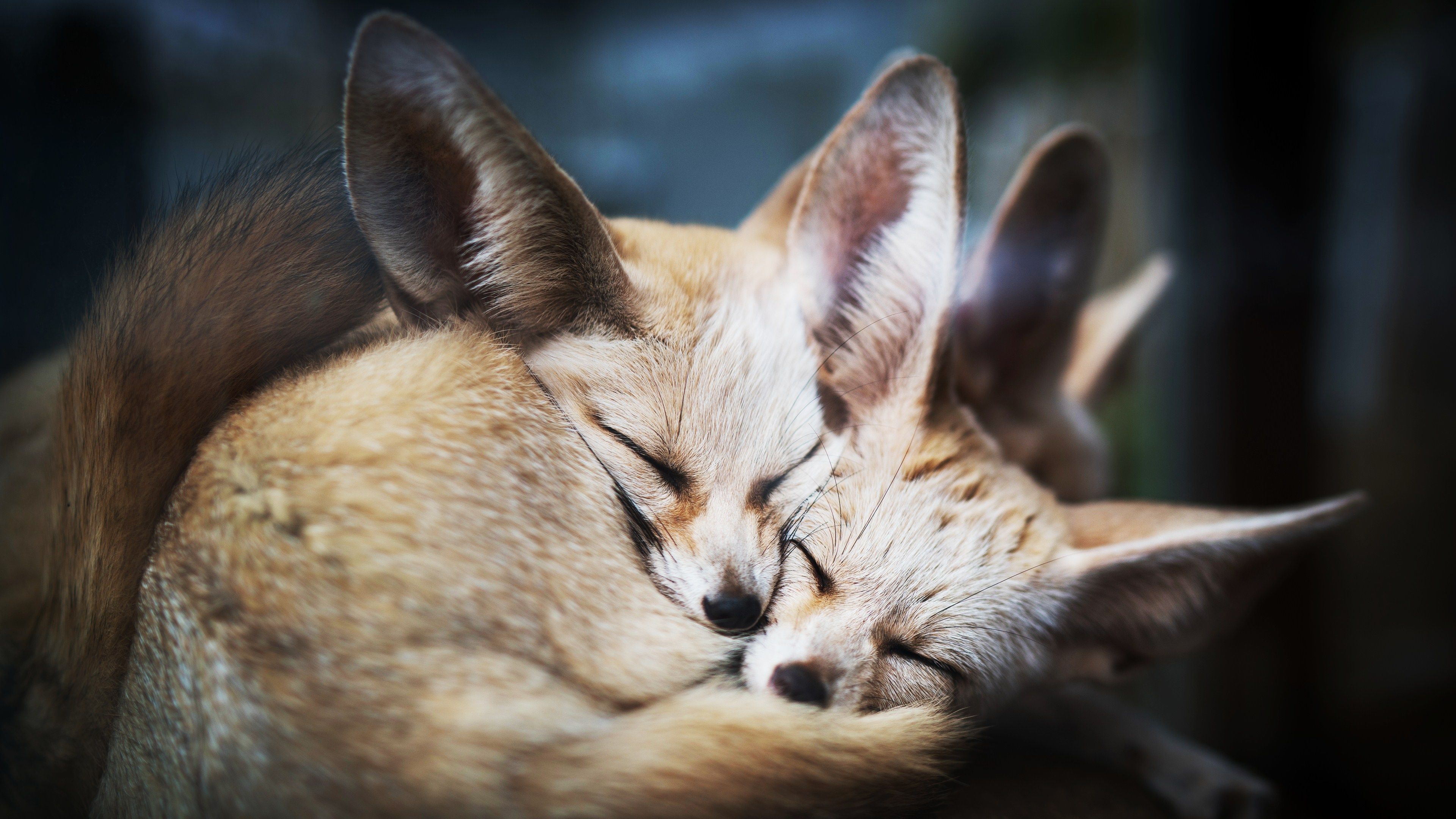 Sleeping Fennec Fox HD 4K Wallpaper 42132
