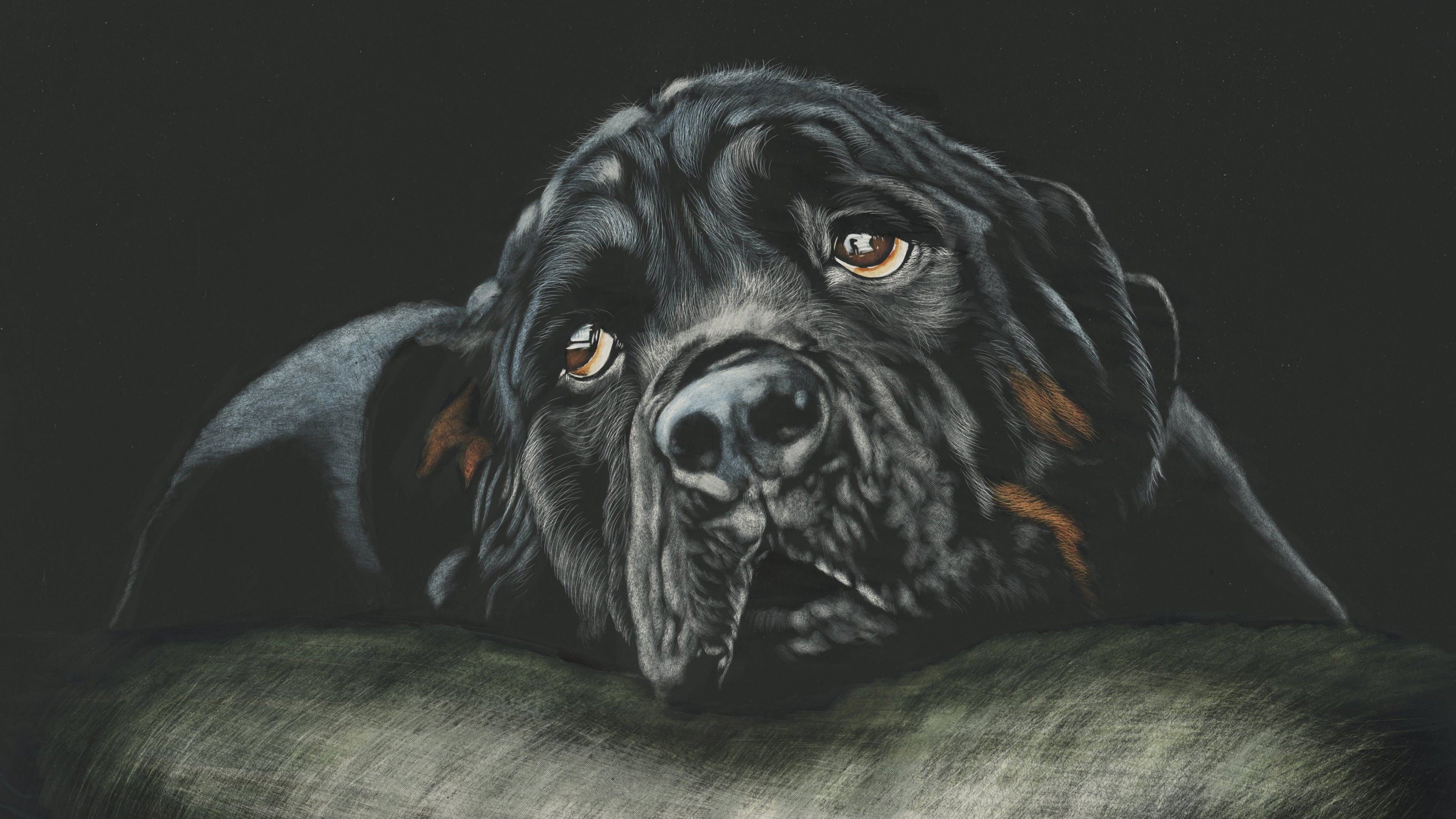 Black Rottweiler Breed Dog 4K Wallpaper