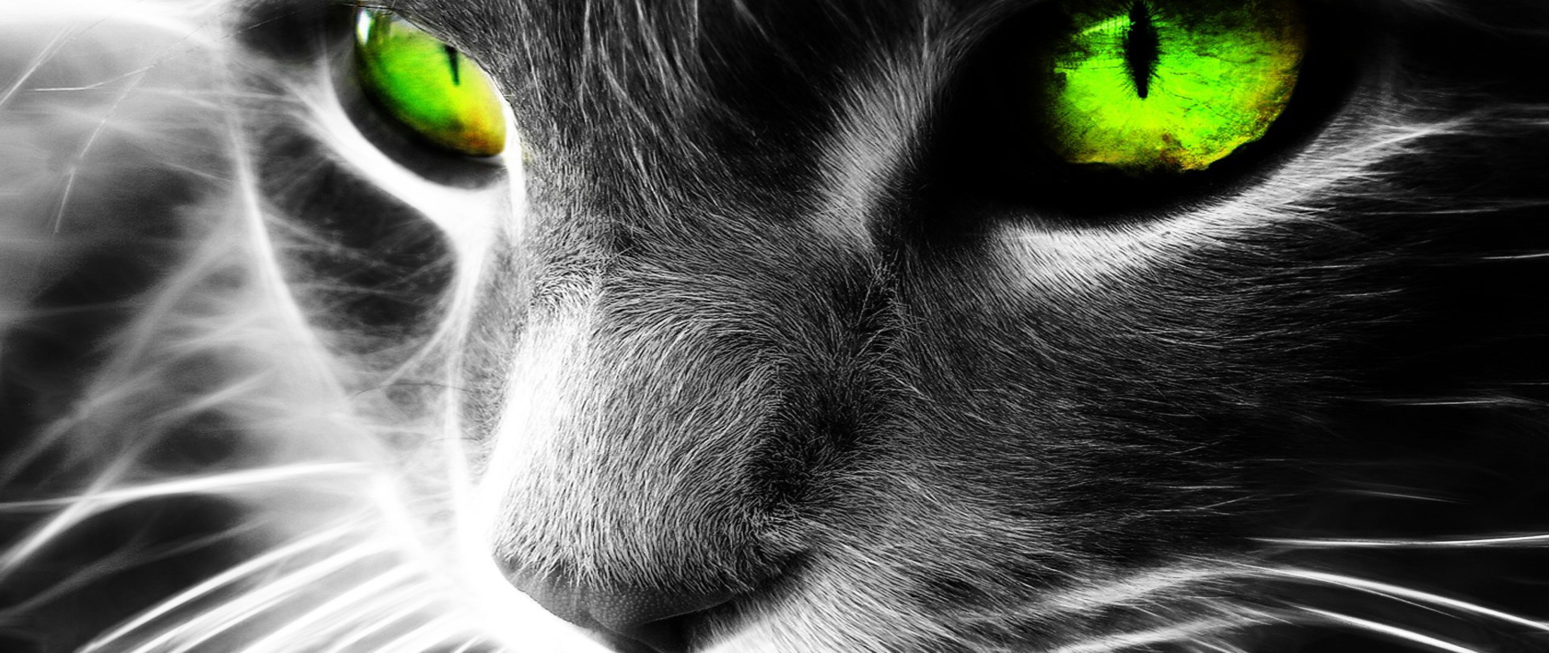 Green Eyes Cat Wallpaper for Desktop and Mobiles 4K Ultra HD Wide TV