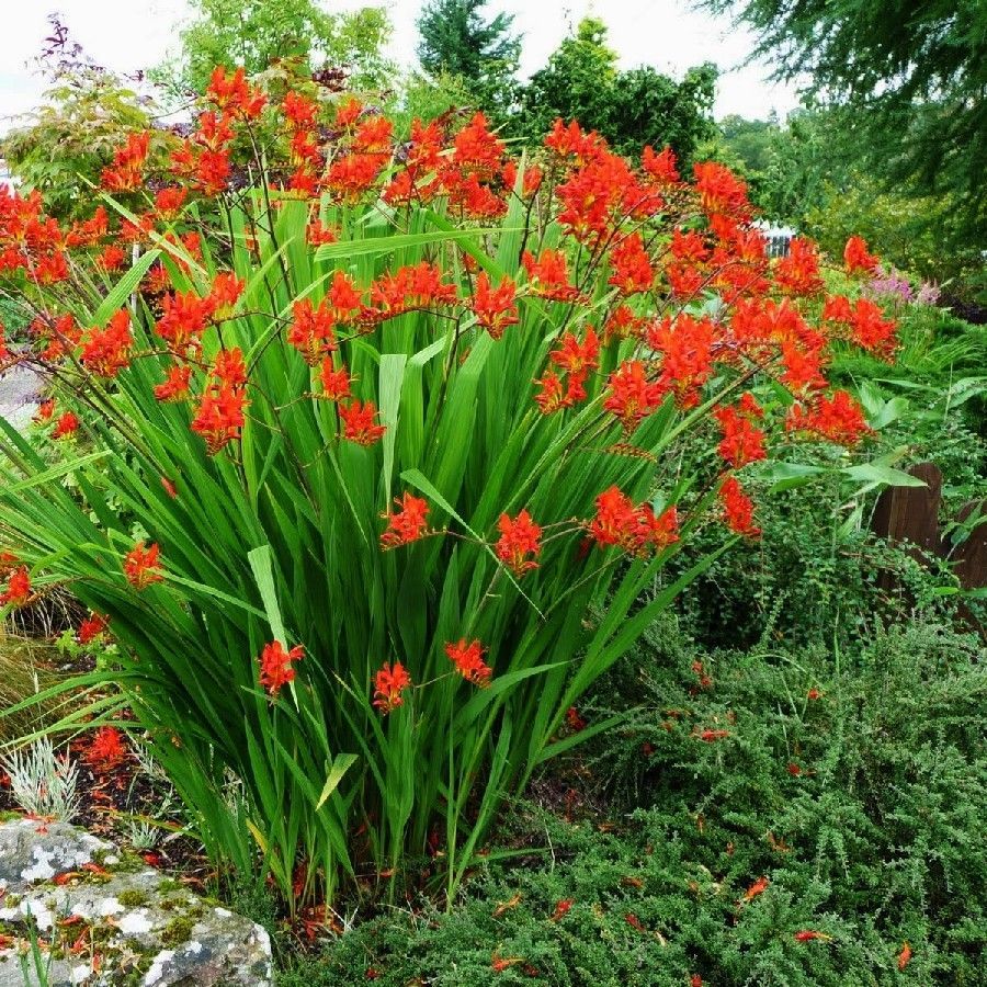 Crocosmia Bulbs. Spring Flower Bulbs. Eden Brothers. Bulb flowers, Spring flowering bulbs, Planting flowers